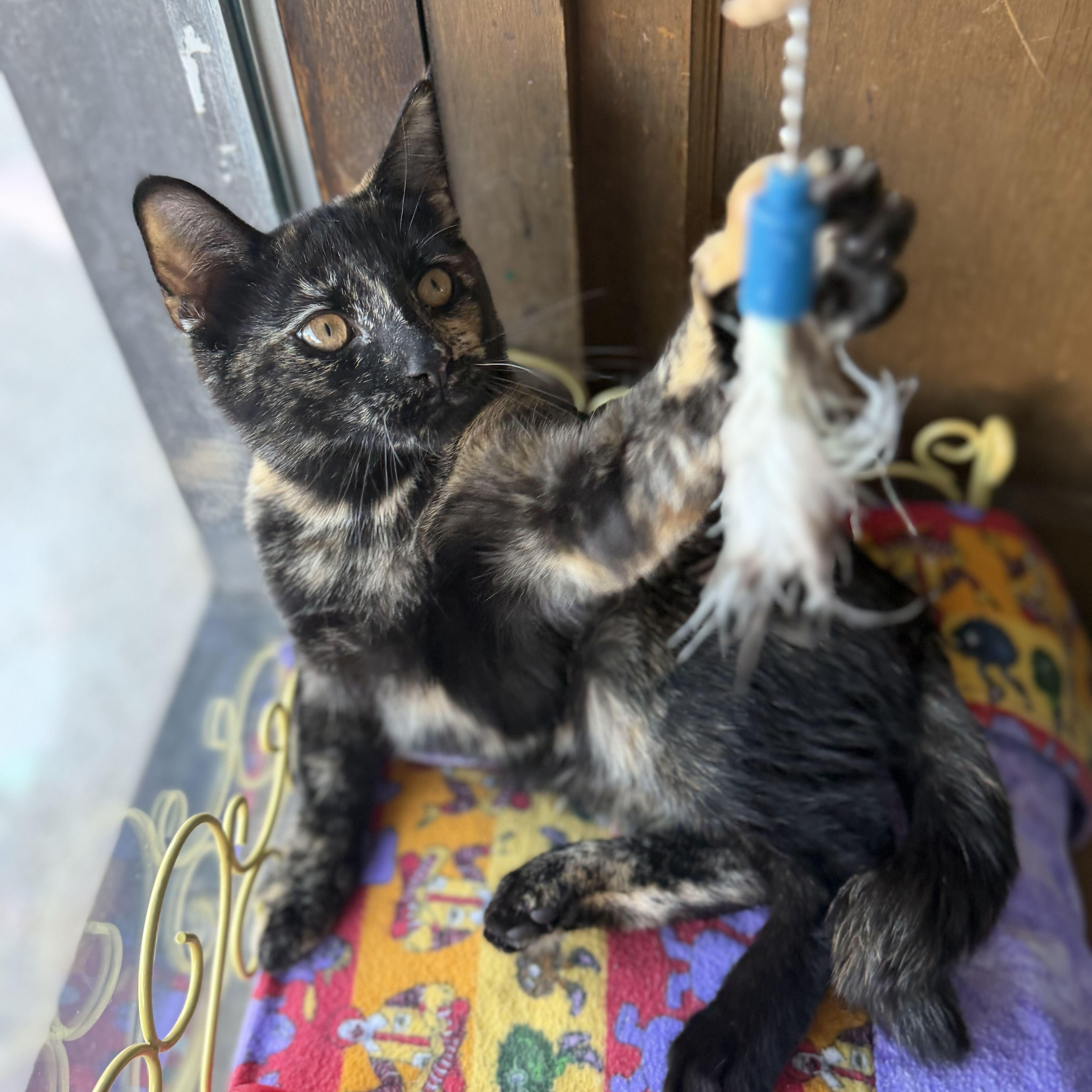 Ruby, a ADOPTABLE mixed breed in East Amherst, NY image 5/6