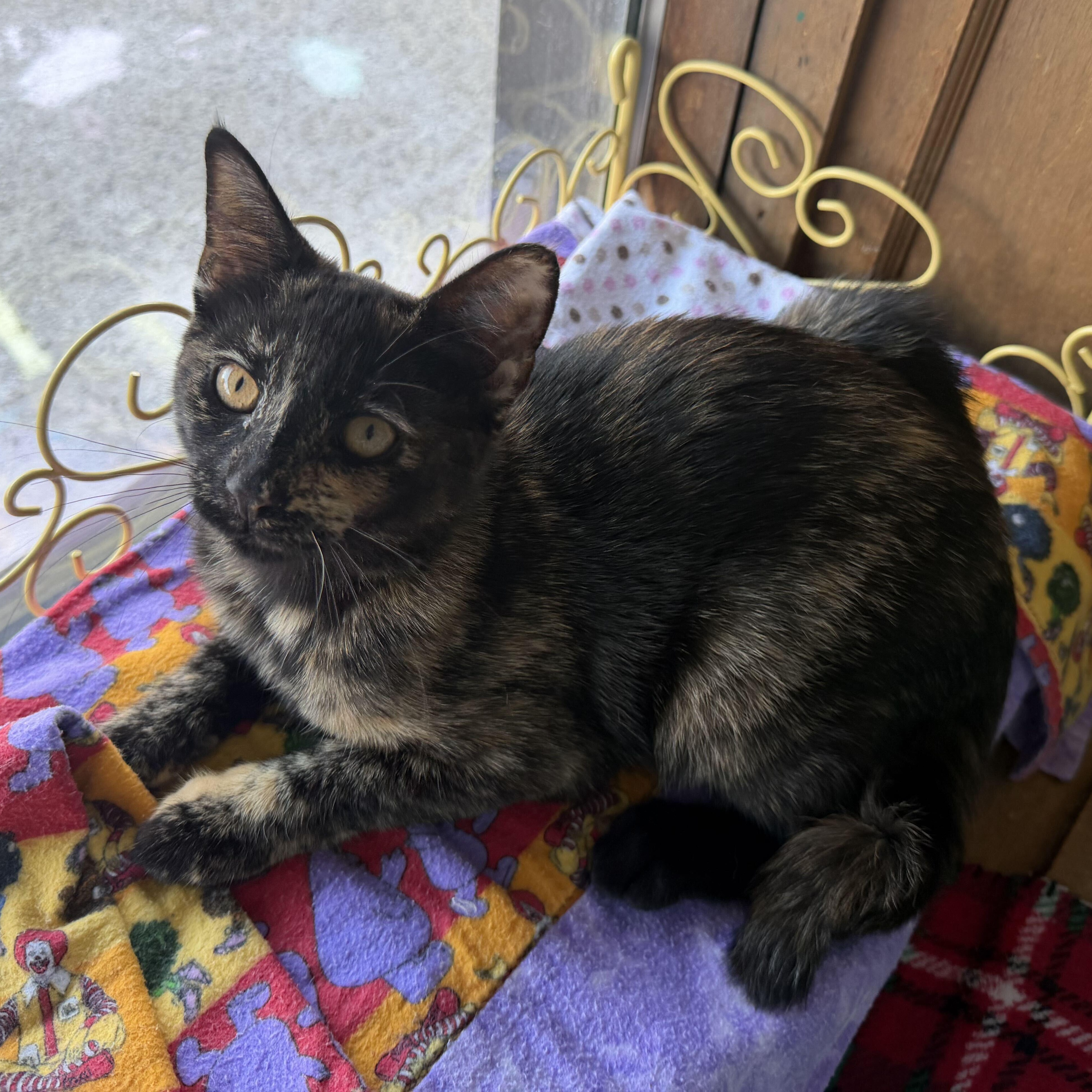 Ruby, a ADOPTABLE mixed breed in East Amherst, NY image 4/6