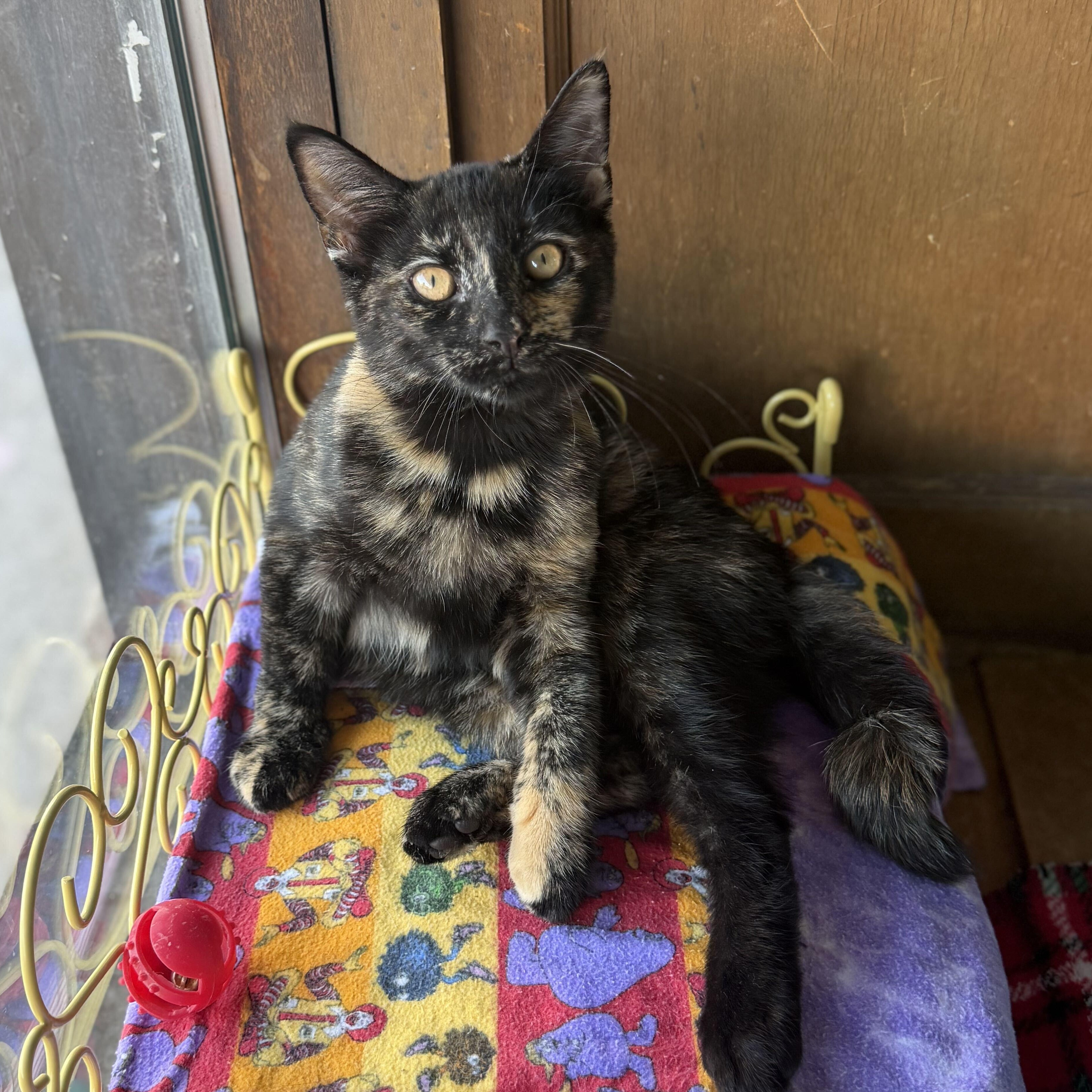Ruby, a ADOPTABLE mixed breed in East Amherst, NY image 6/6