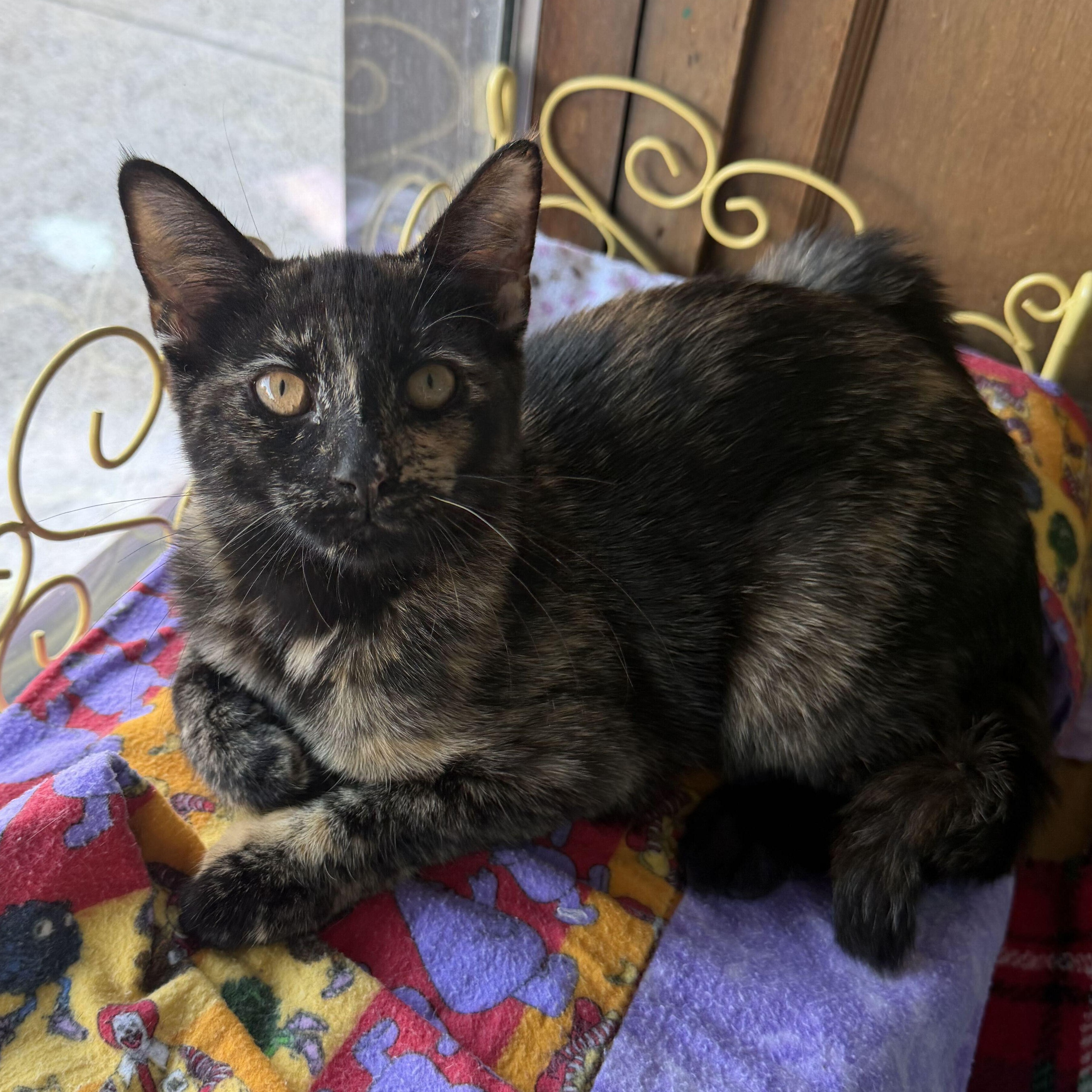 Ruby, a ADOPTABLE mixed breed in East Amherst, NY image 3/6
