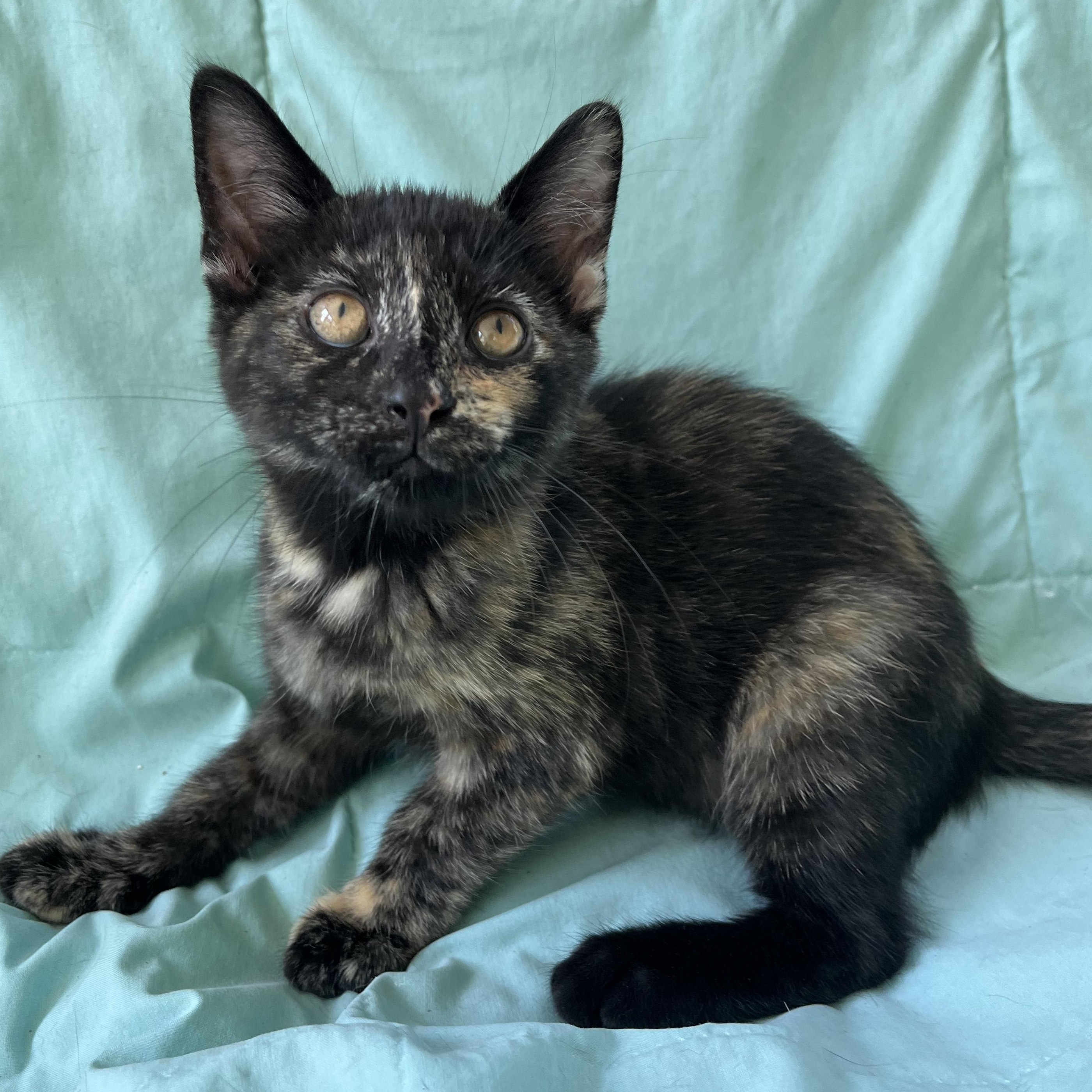 Ruby, ADOPTABLE, Kitten Female Tortoiseshell & Domestic Short Hair.