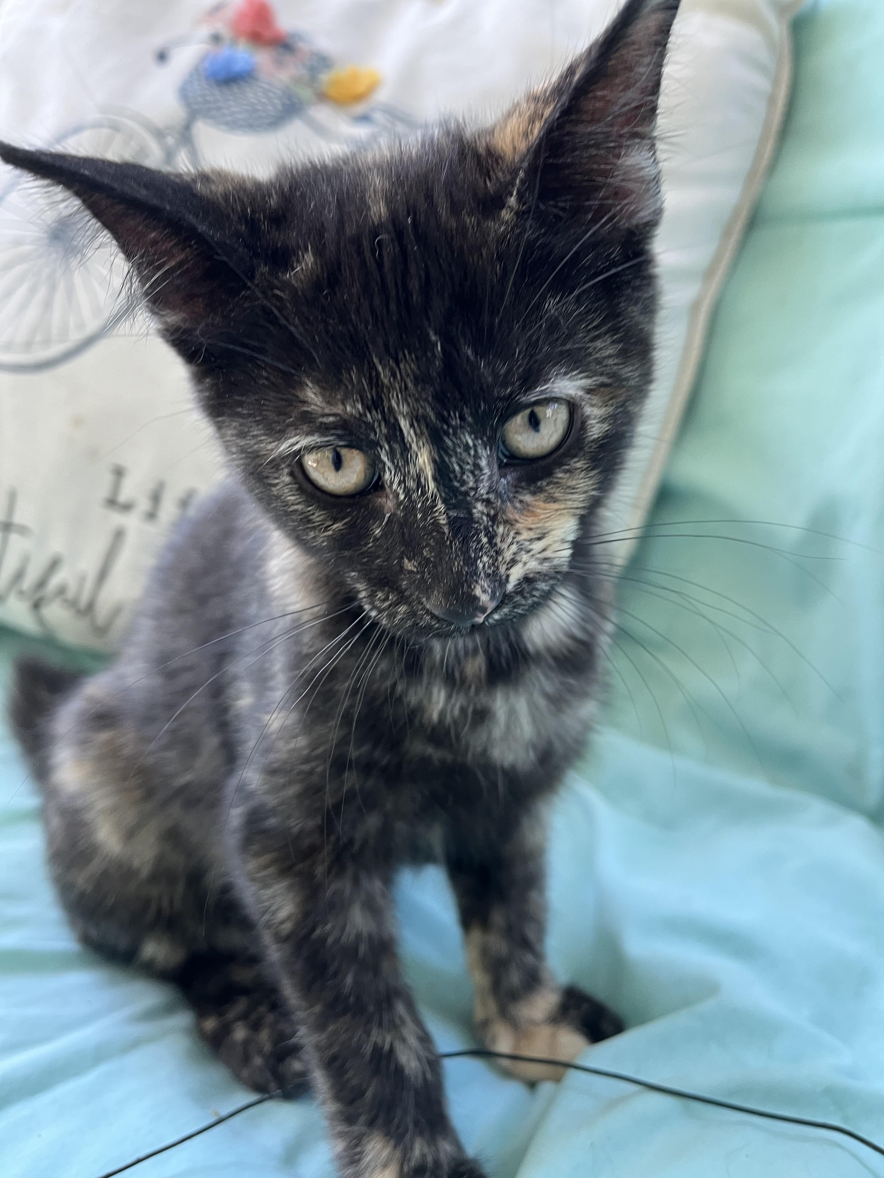 Ruby, a ADOPTABLE mixed breed in East Amherst, NY image 3/3