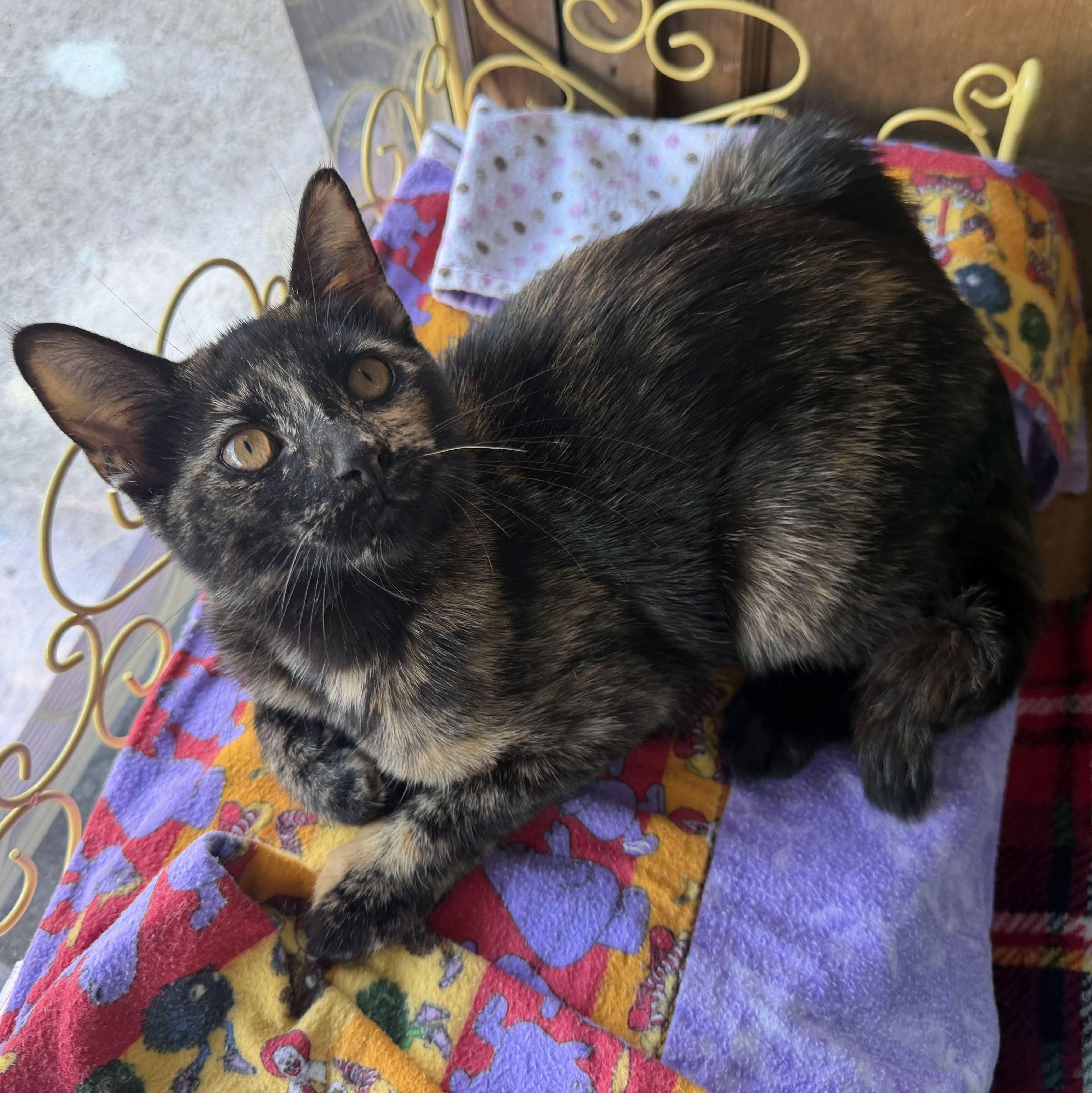 Ruby, a ADOPTABLE mixed breed in East Amherst, NY image 2/6