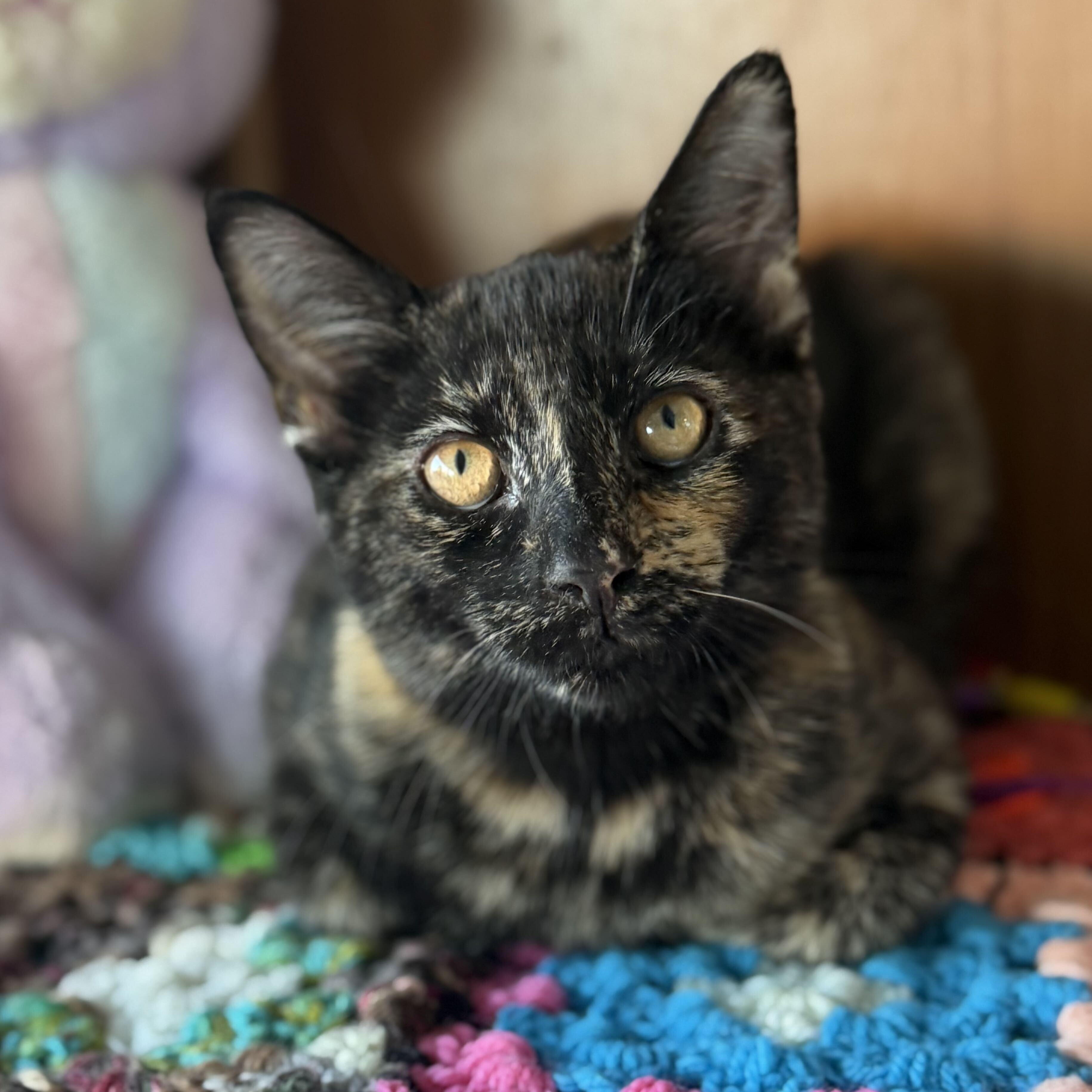 Ruby, ADOPTABLE, Kitten Female Tortoiseshell & Domestic Short Hair.