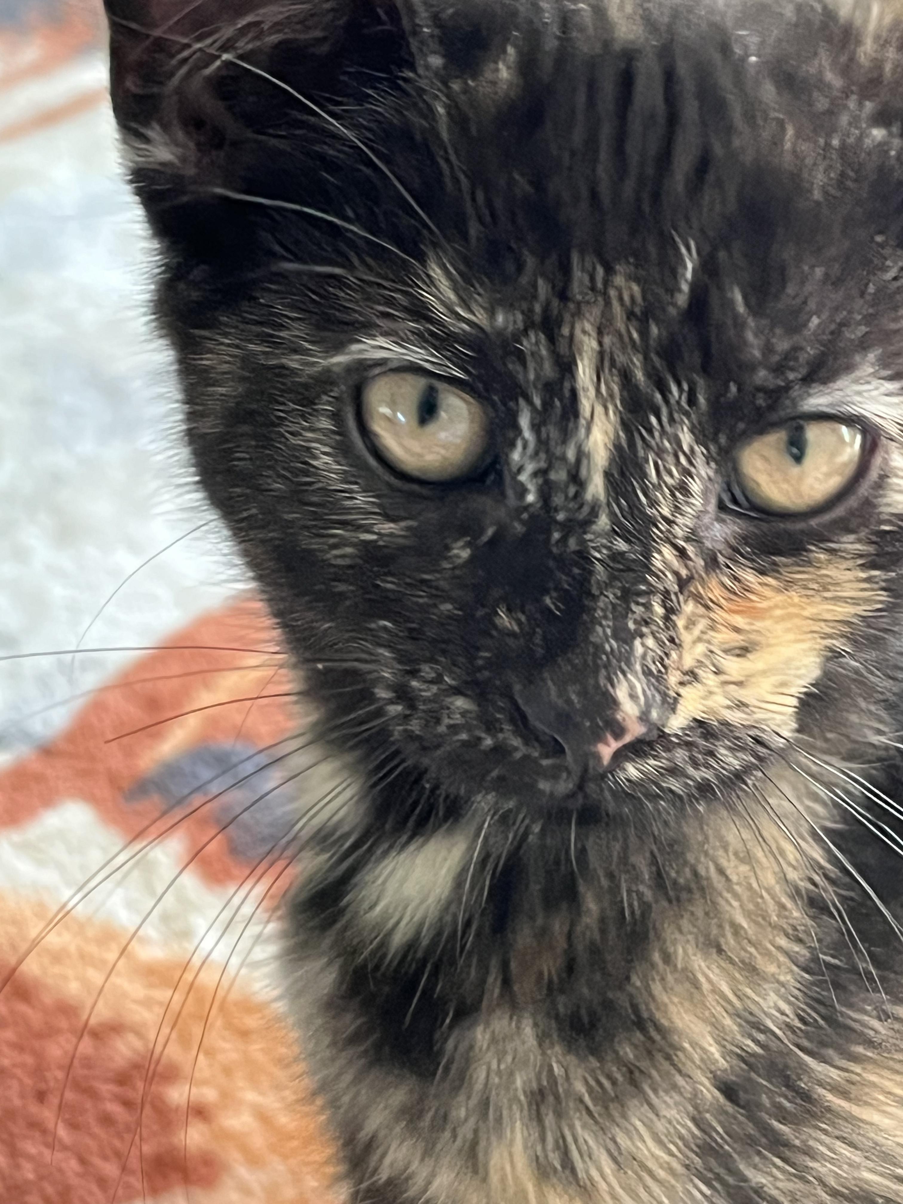 Ruby, a ADOPTABLE mixed breed in East Amherst, NY image 2/3