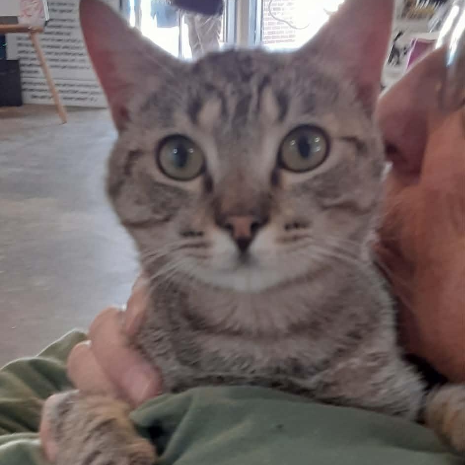 Enlarge Flynn, an adopted Domestic Short Hair in Myrtle Beach, SC image 1/3