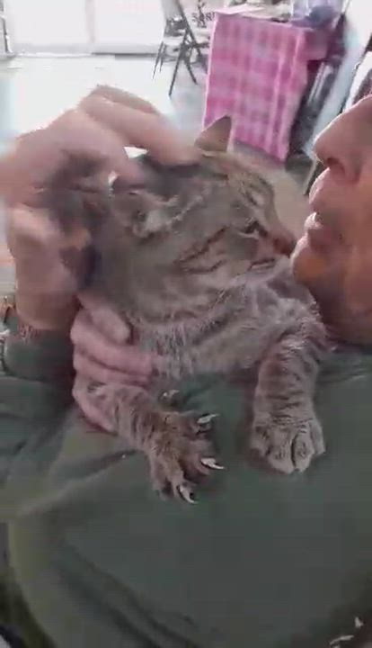 Enlarge Flynn, an adopted Domestic Short Hair in Myrtle Beach, SC video 3/3