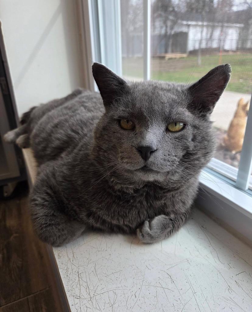 George (Grey), Adoptable, Adult Male Domestic Short Hair.