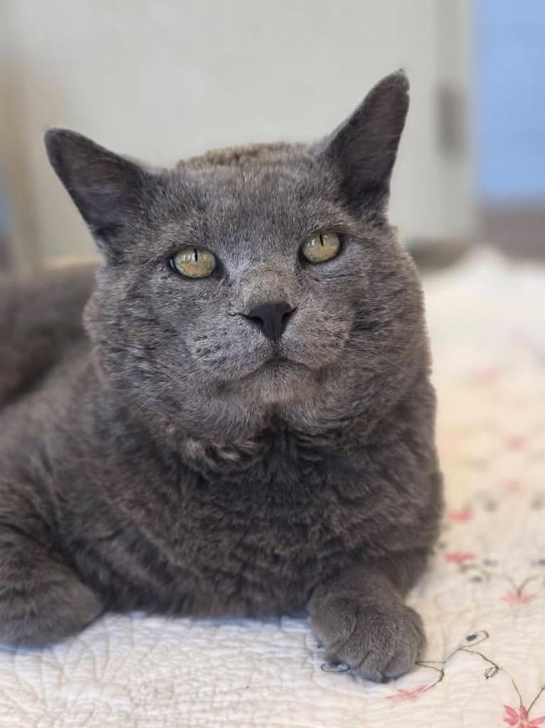 Enlarge George (Grey), a Adoptable mixed breed in Liverpool, NY image 2/4