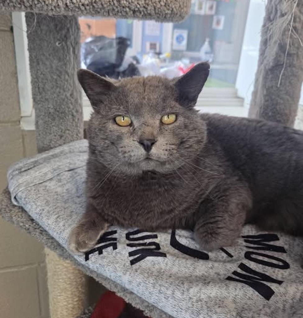 Enlarge George (Grey), a Adoptable mixed breed in Liverpool, NY image 3/4