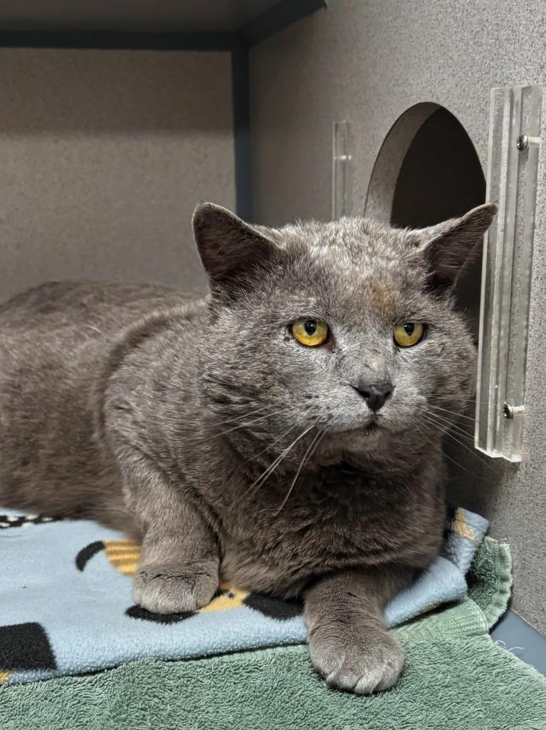 Enlarge George (Grey), a Adoptable mixed breed in Liverpool, NY image 4/4