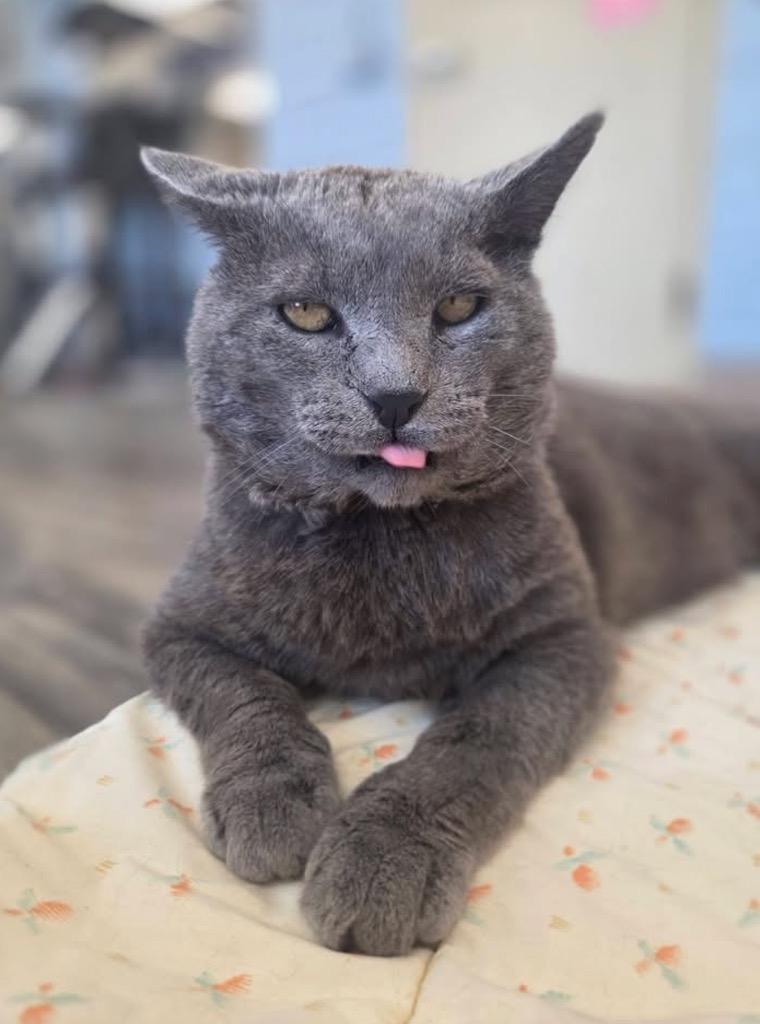 George (Grey), a Adoptable mixed breed in Liverpool, NY image 5/5