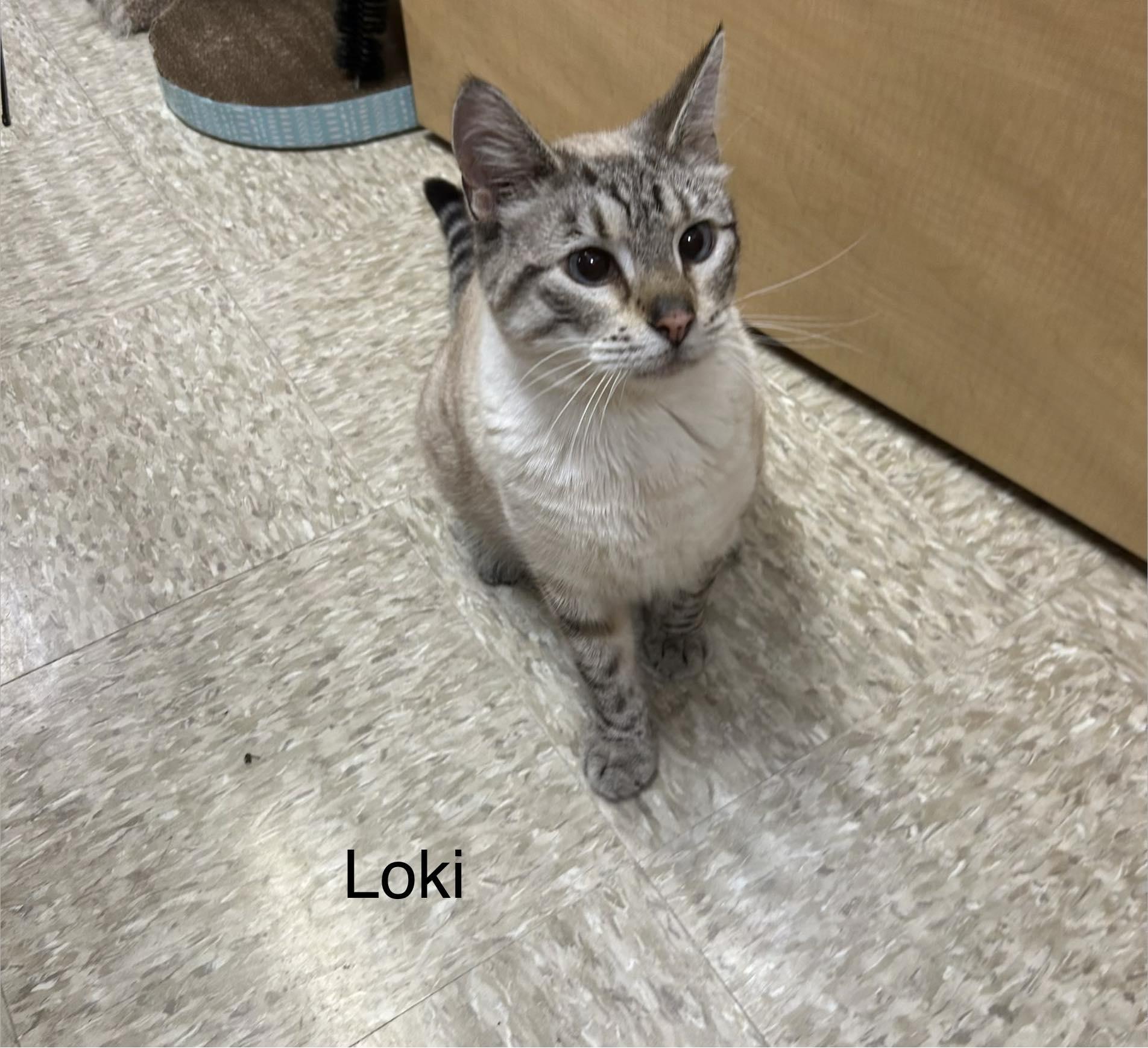 Loki, ADOPTABLE, Adult Male Domestic Short Hair & Siamese.