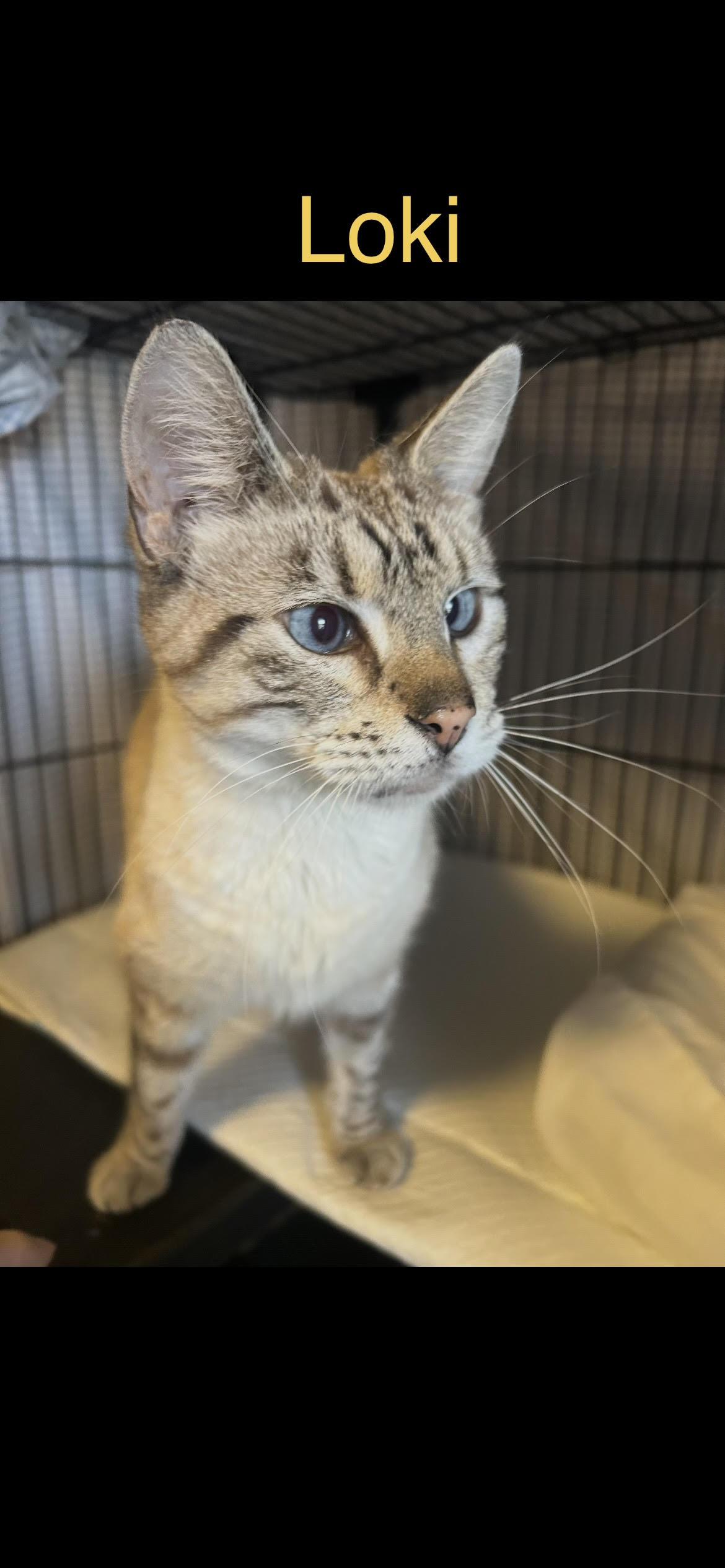 Enlarge Loki, a ADOPTABLE mixed breed in Herculaneum, MO image 2/2