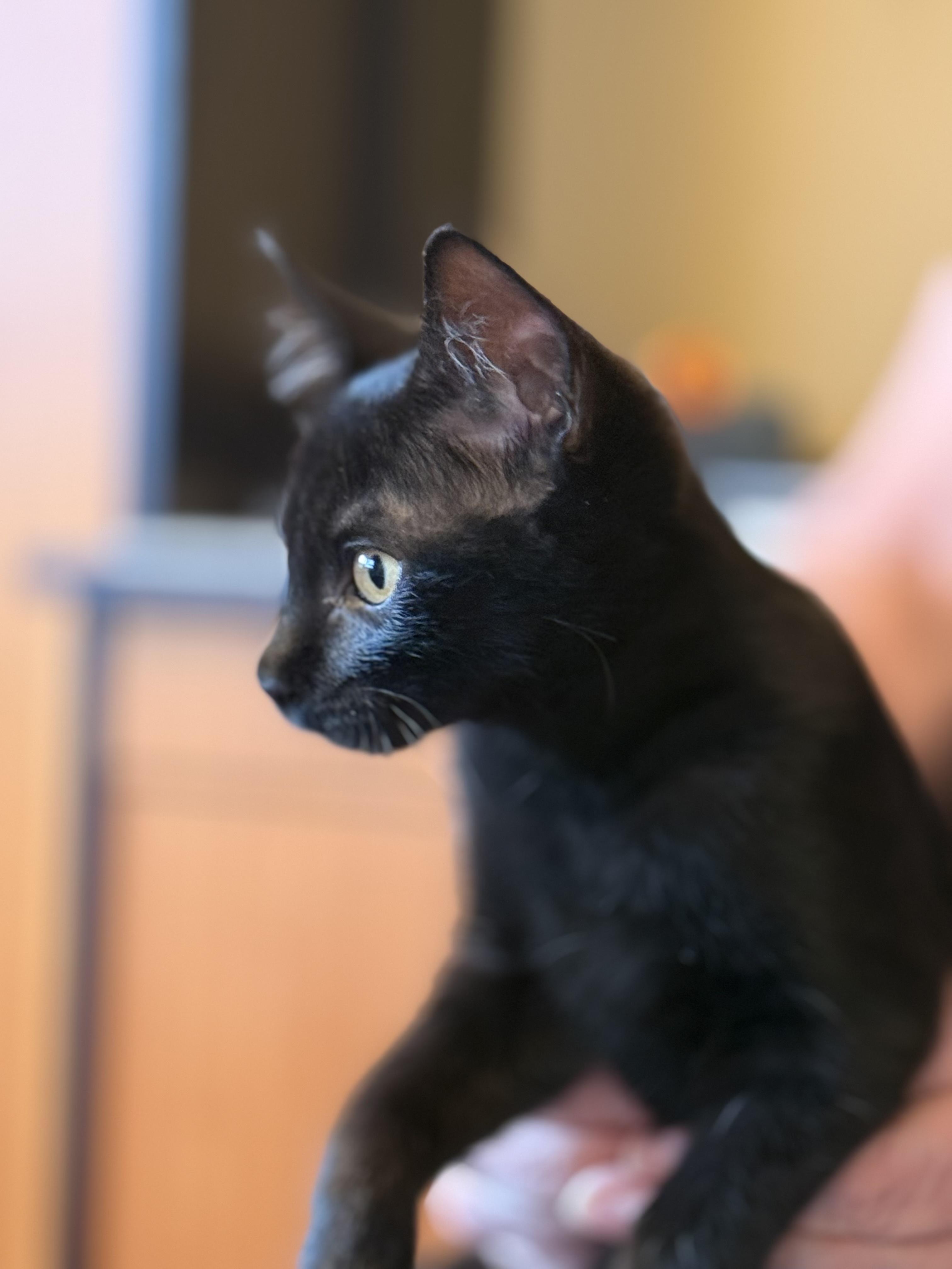 Enlarge Burgundy, a Adoptable Domestic Short Hair in Salt Spring Island, BC image 3/4