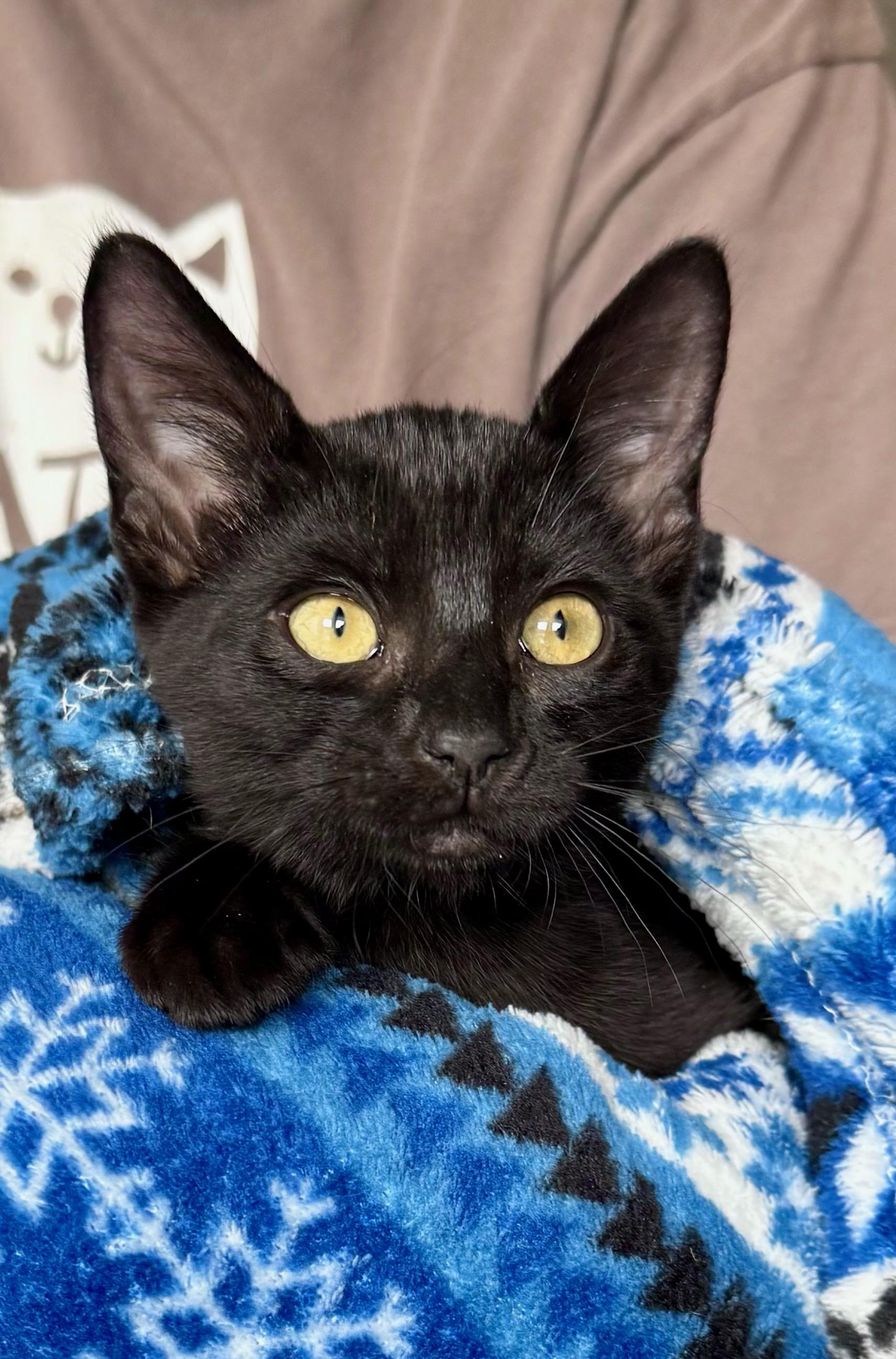 Enlarge Burgundy, a Adoptable Domestic Short Hair in Salt Spring Island, BC image 1/4