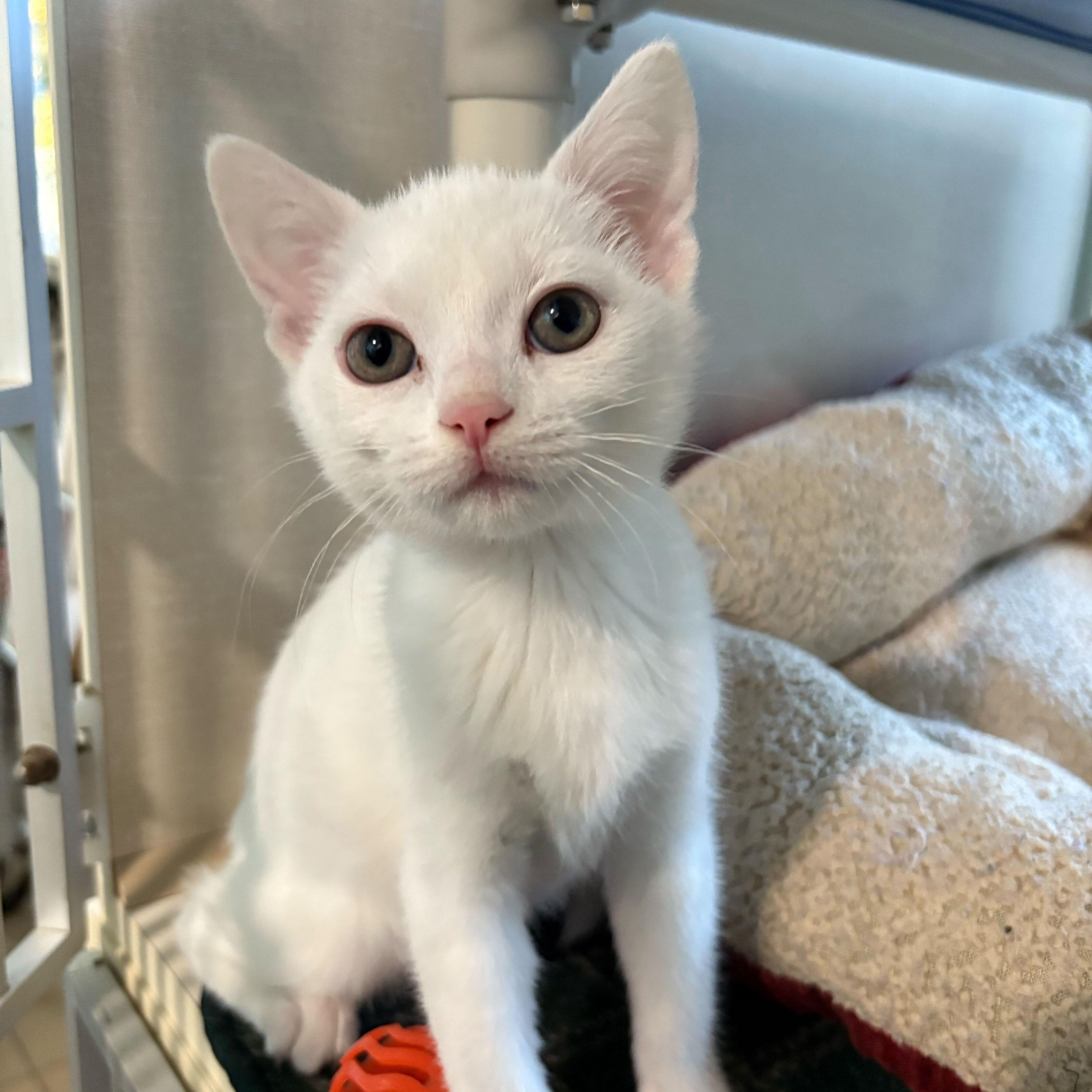 Cat for adoption Meep, a Domestic Short Hair in Jackson, MI Petfinder