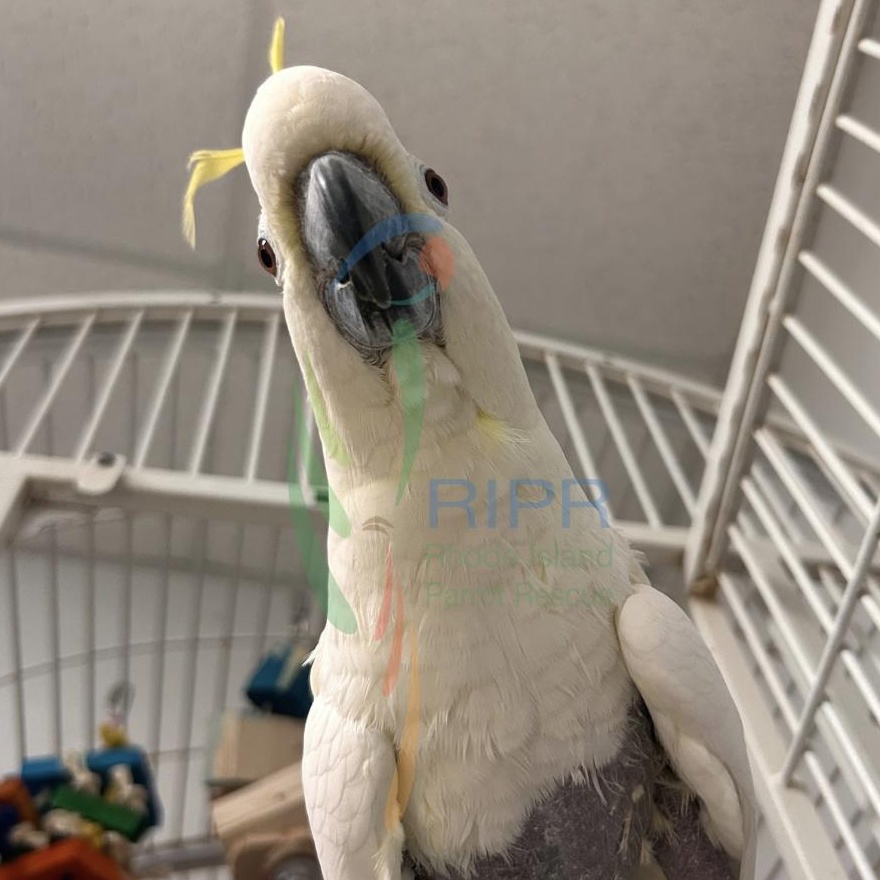 Enlarge Honey, a Adoptable Cockatoo in Cape Elizabeth, ME image 6/6
