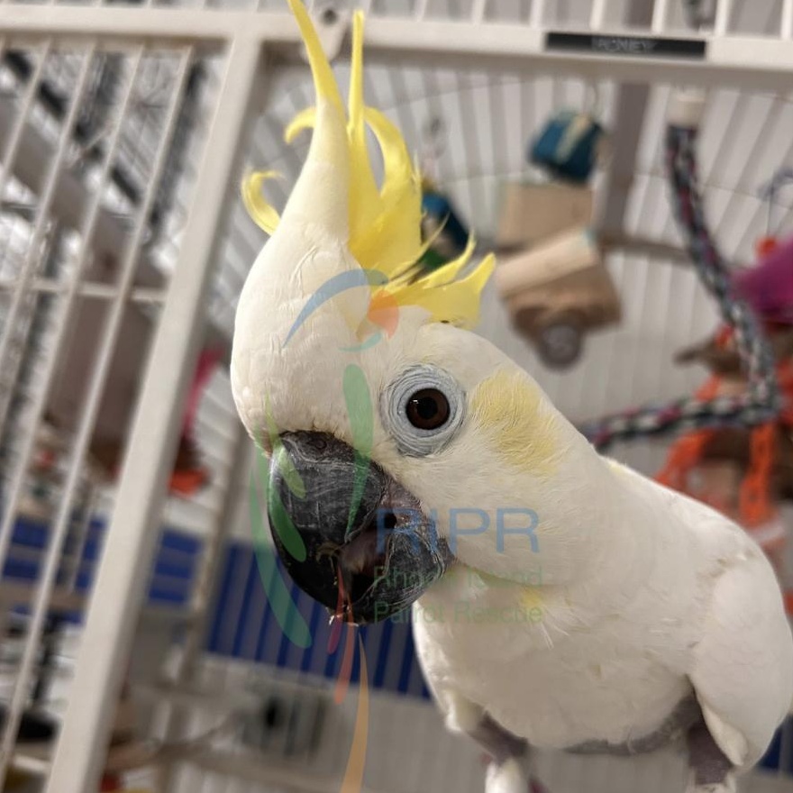 Enlarge Honey, a Adoptable Cockatoo in Cape Elizabeth, ME image 5/6