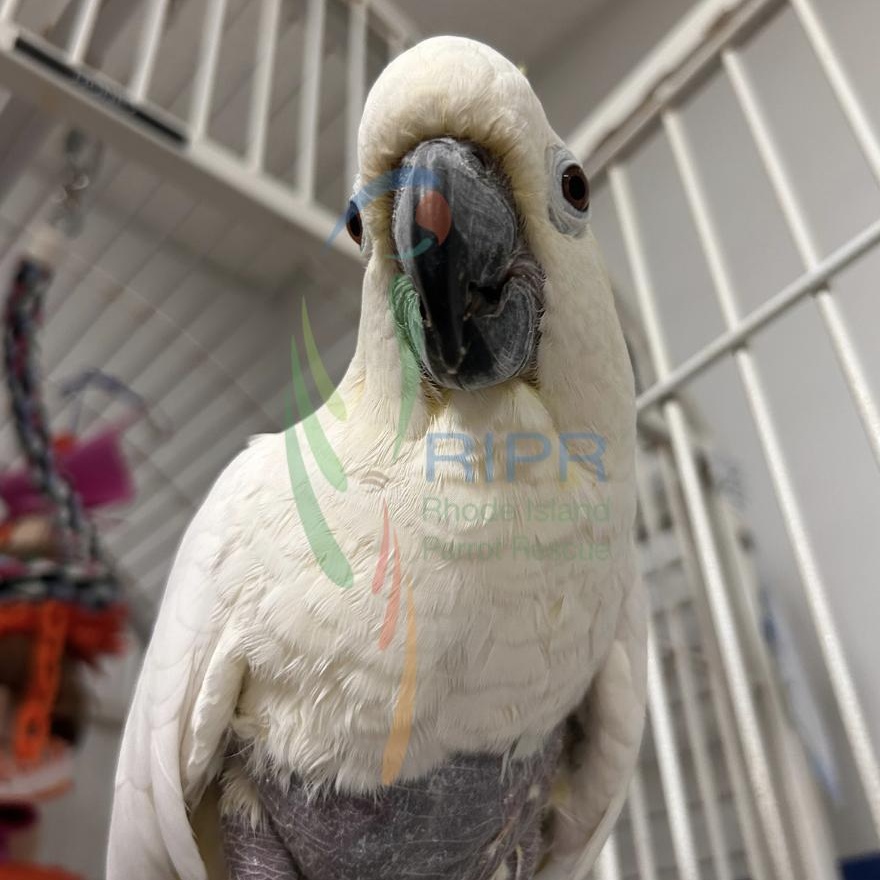 Honey, Adoptable, Adult Unknown Cockatoo.