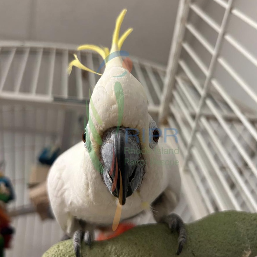 Enlarge Honey, a Adoptable Cockatoo in Cape Elizabeth, ME image 4/6