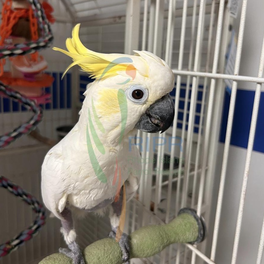Enlarge Honey, a Adoptable Cockatoo in Cape Elizabeth, ME image 3/6