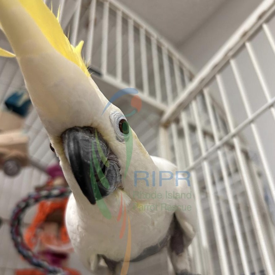 Enlarge Honey, a Adoptable Cockatoo in Cape Elizabeth, ME image 2/6