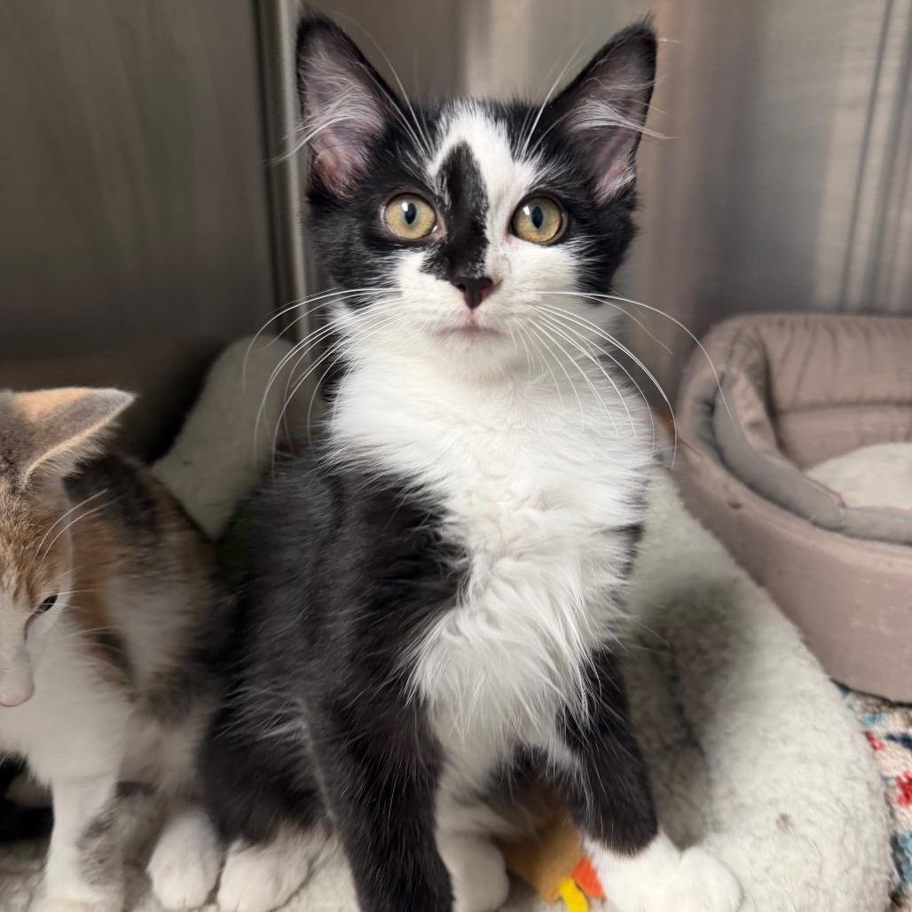 Enlarge Pants (Bonded to Pocket), a Adoptable Domestic Medium Hair in Waynesville, NC image 1/5