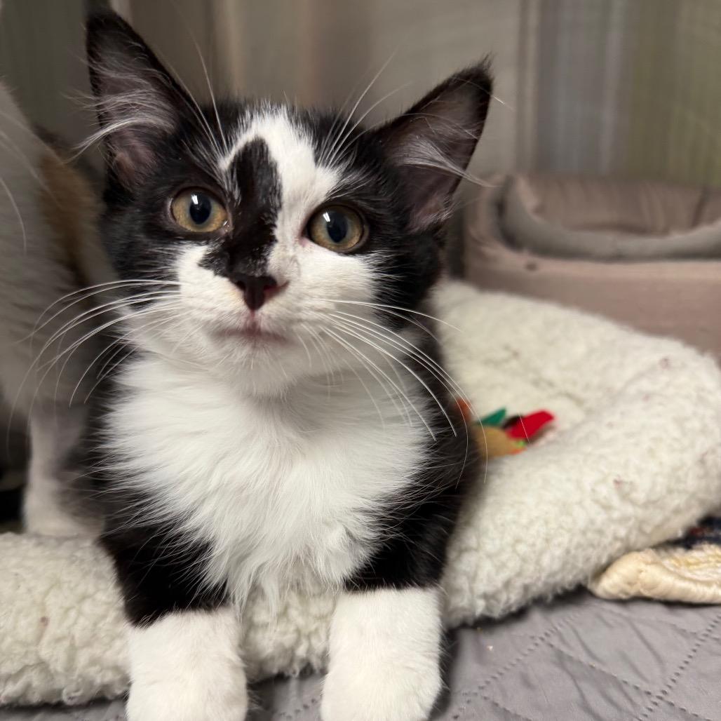Enlarge Pants (Bonded to Pocket), a Adoptable Domestic Medium Hair in Waynesville, NC image 2/5