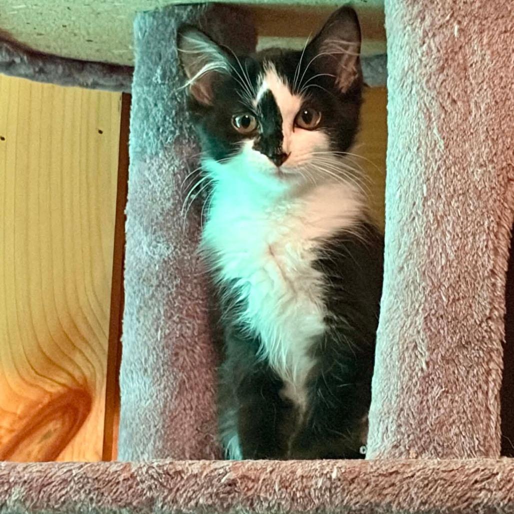 Enlarge Pants (Bonded to Pocket), a Adoptable Domestic Medium Hair in Waynesville, NC image 3/5