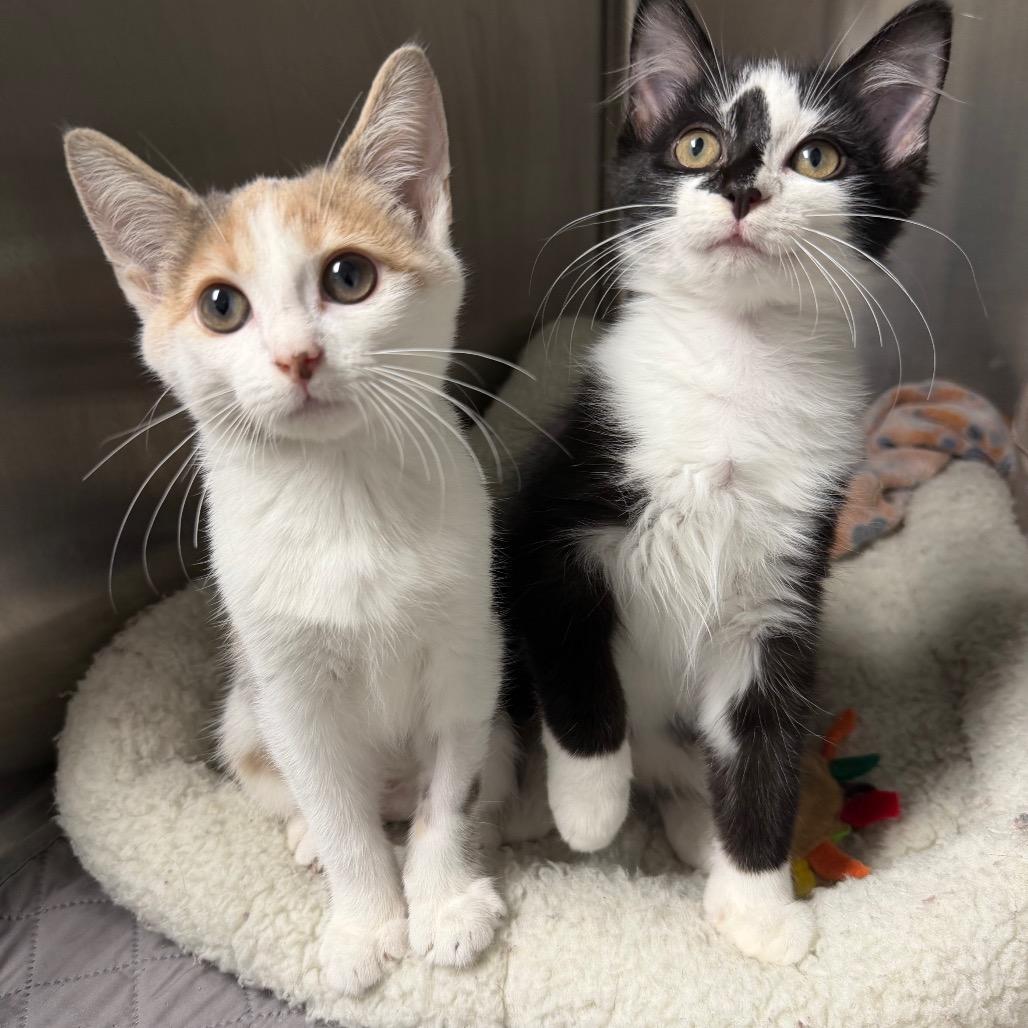 Enlarge Pants (Bonded to Pocket), a Adoptable Domestic Medium Hair in Waynesville, NC image 4/5