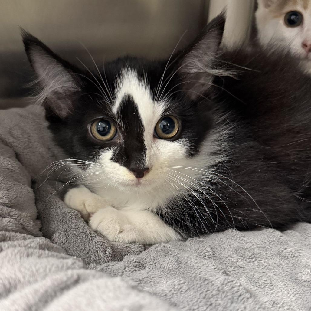 Enlarge Pants (Bonded to Pocket), a Adoptable Domestic Medium Hair in Waynesville, NC image 5/5