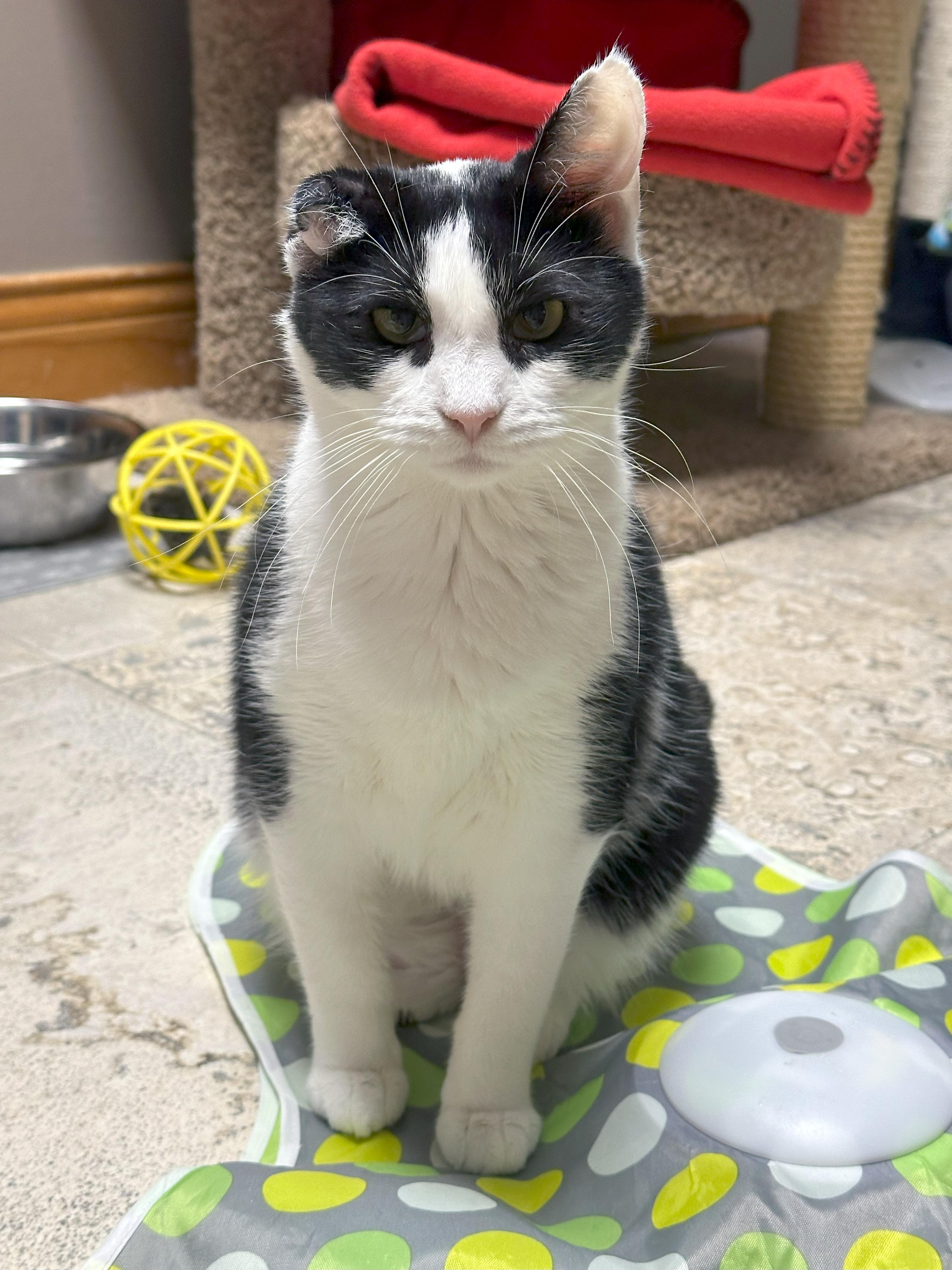 Enlarge Skunkie, a Adoptable Domestic Short Hair in Crystal Lake, IL image 3/6