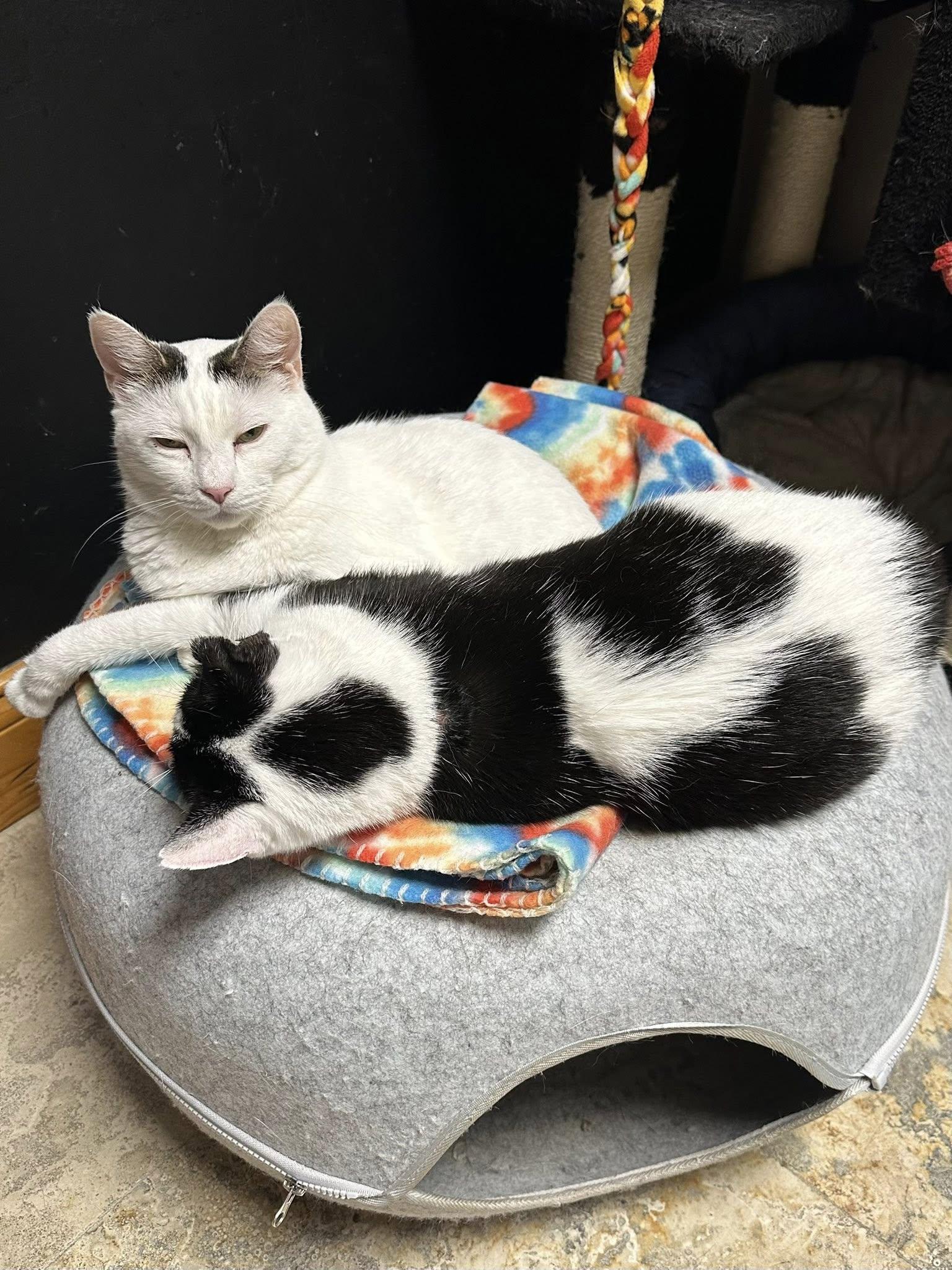 Enlarge Skunkie, a Adoptable Domestic Short Hair in Crystal Lake, IL image 2/6