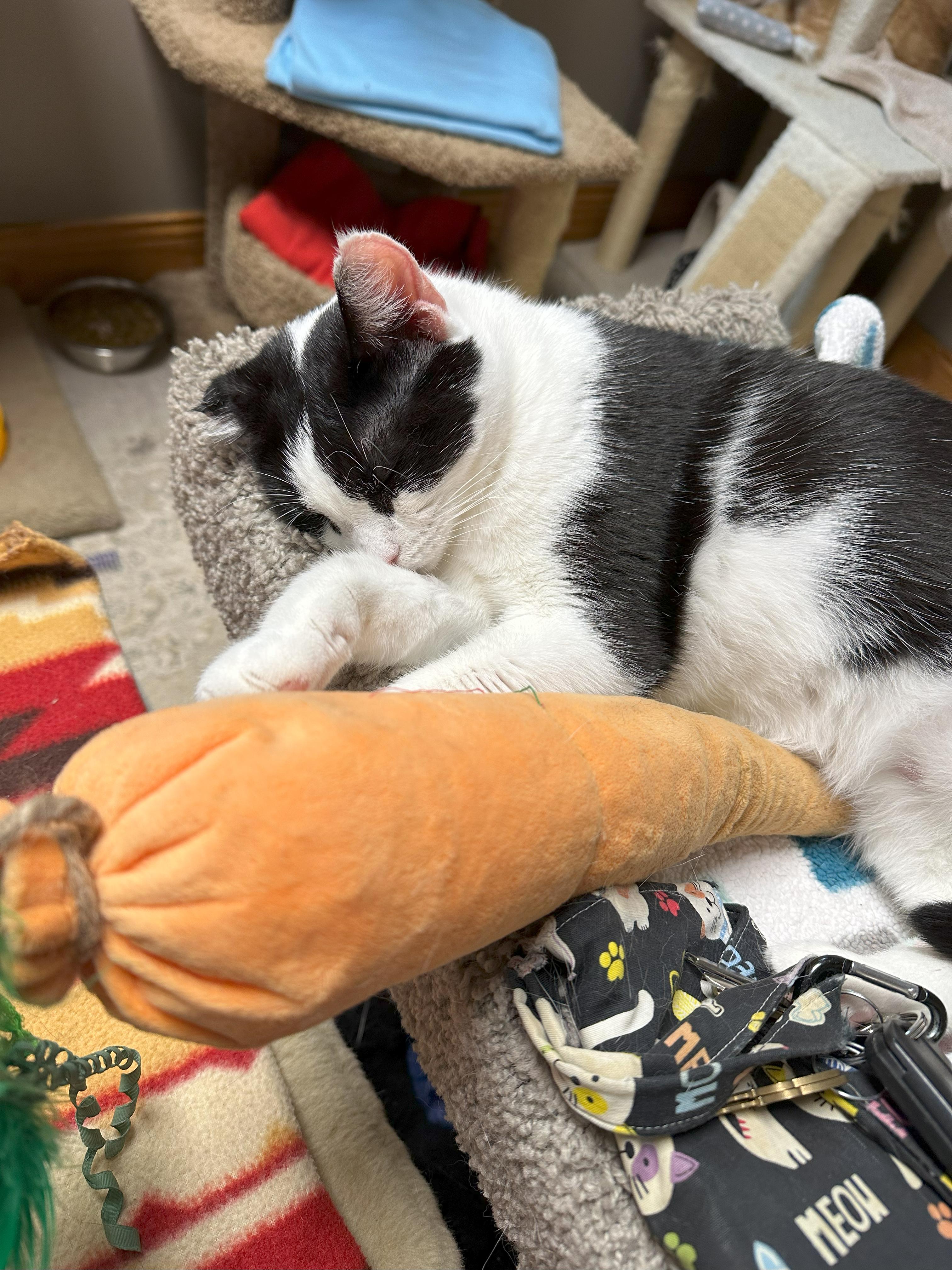 Enlarge Skunkie, a Adoptable Domestic Short Hair in Crystal Lake, IL image 4/6