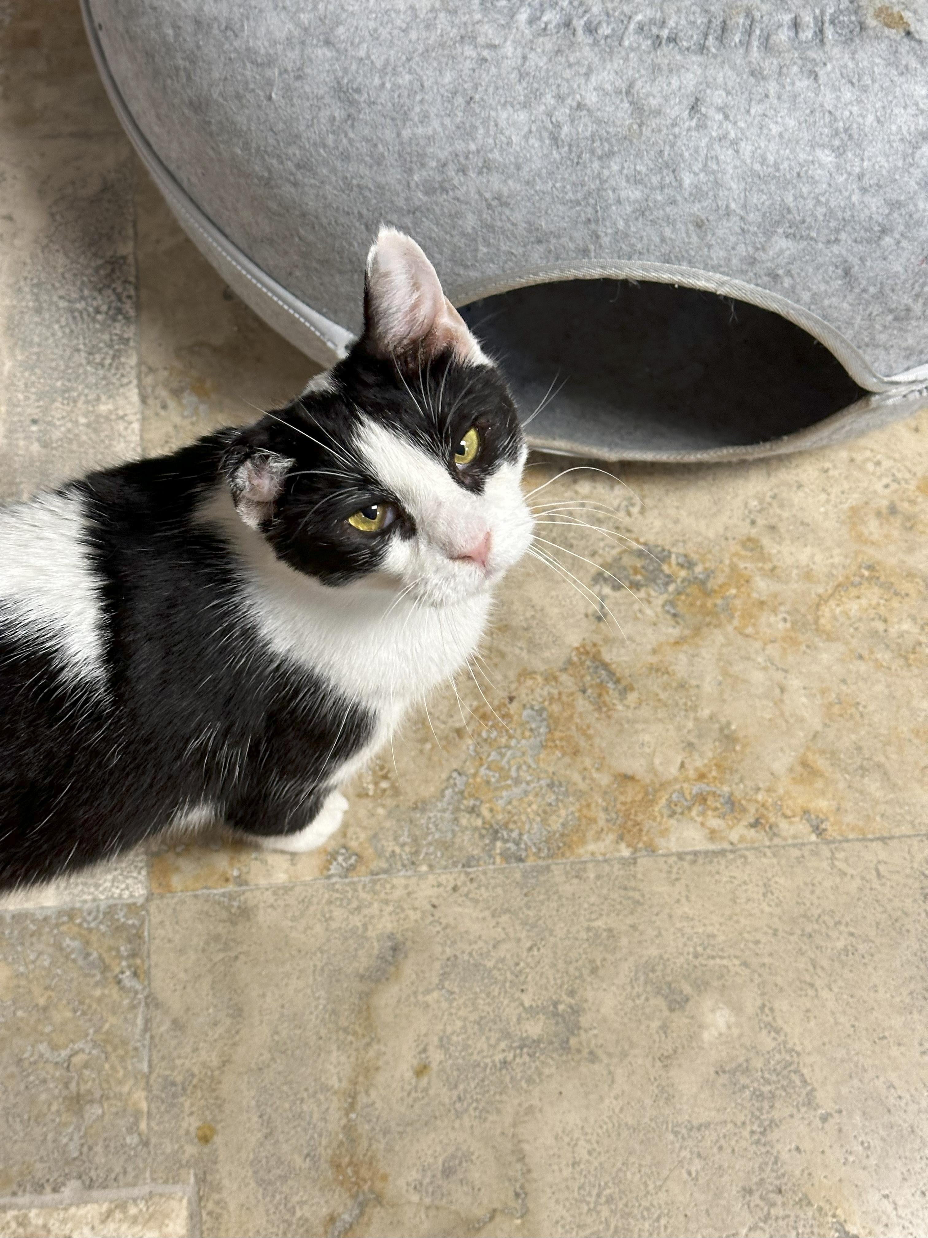Enlarge Skunkie, a Adoptable Domestic Short Hair in Crystal Lake, IL image 6/6