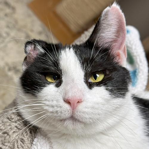 Skunkie, Adoptable, Adult Male Domestic Short Hair.
