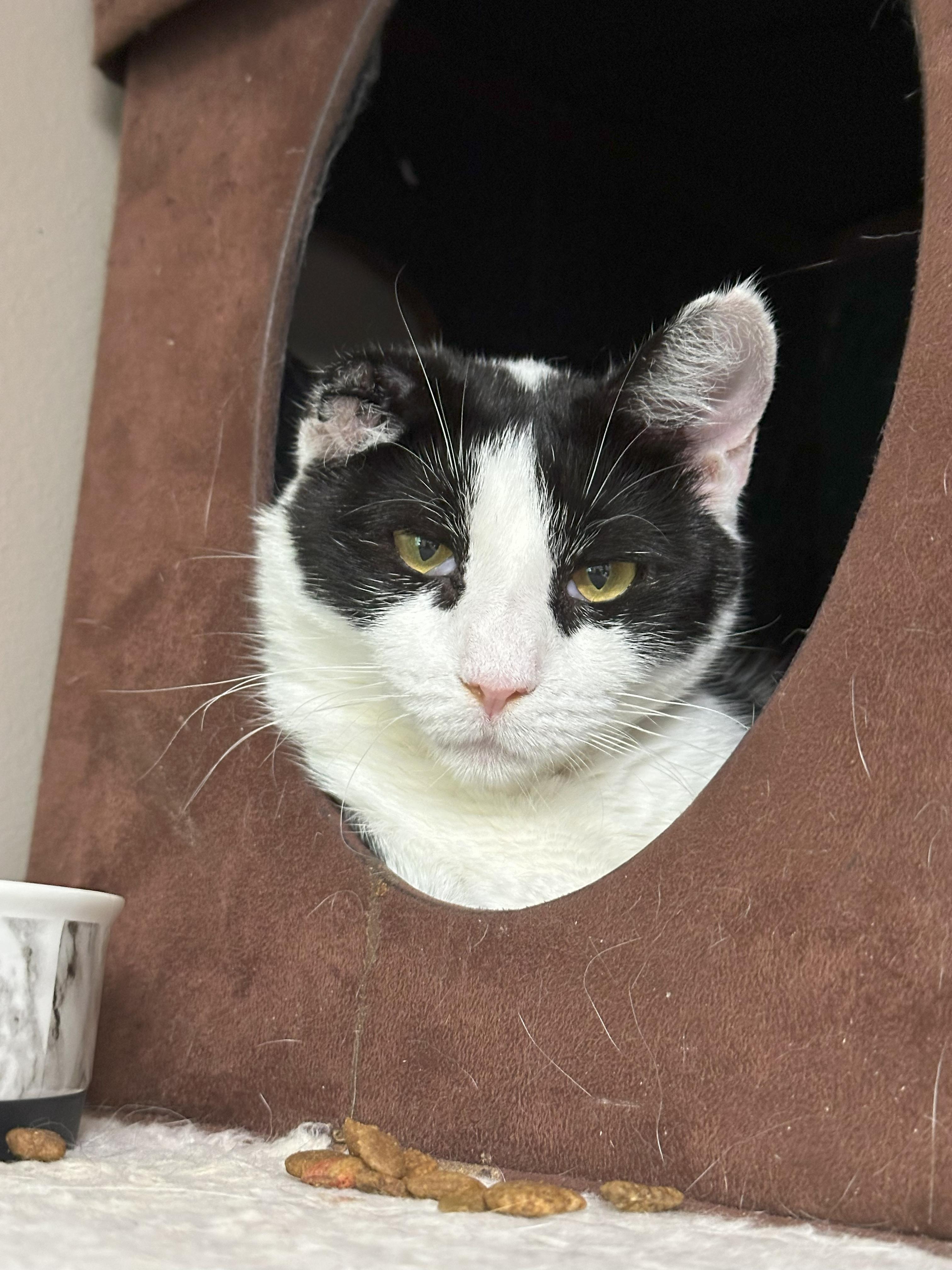 Enlarge Skunkie, a Adoptable Domestic Short Hair in Crystal Lake, IL image 5/6