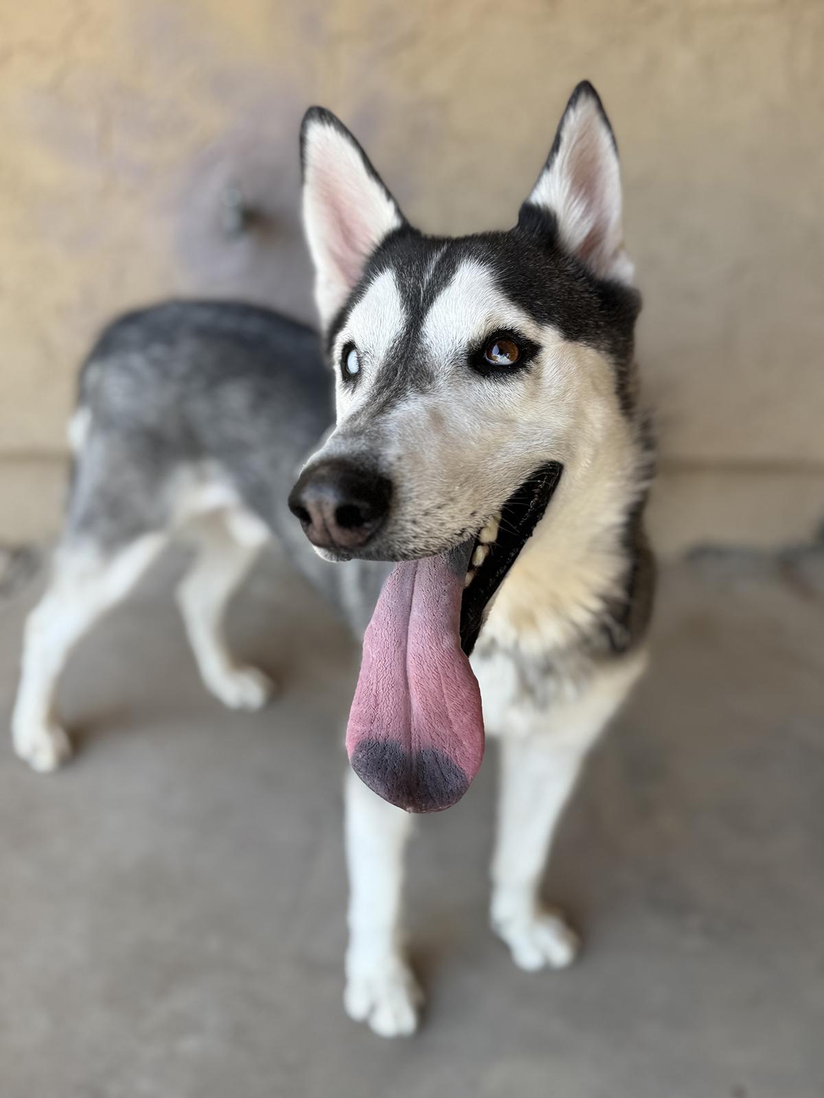 Romeo, a Adoptable mixed breed in Scottsdale, AZ image 1/6