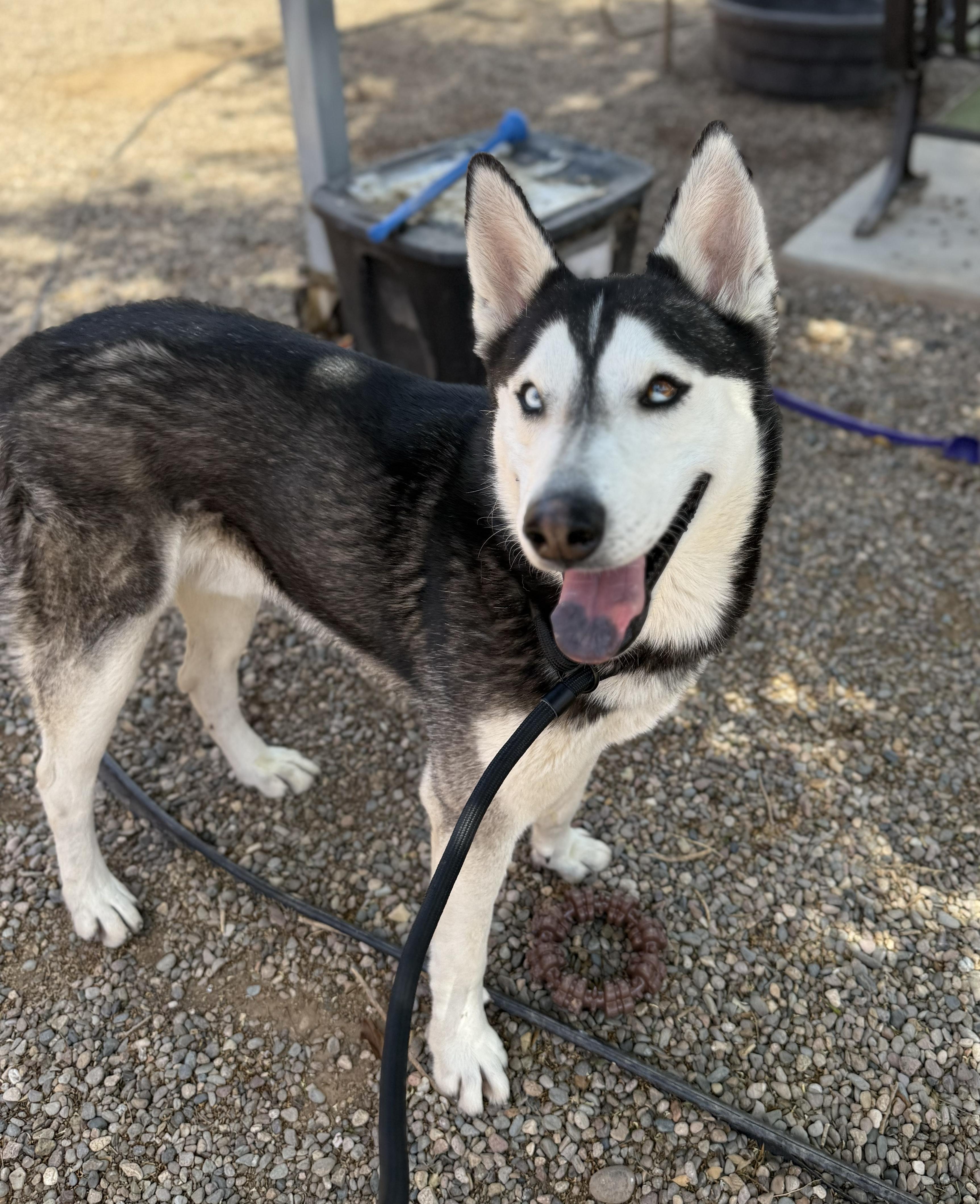 Romeo, a Adoptable mixed breed in Scottsdale, AZ image 4/6