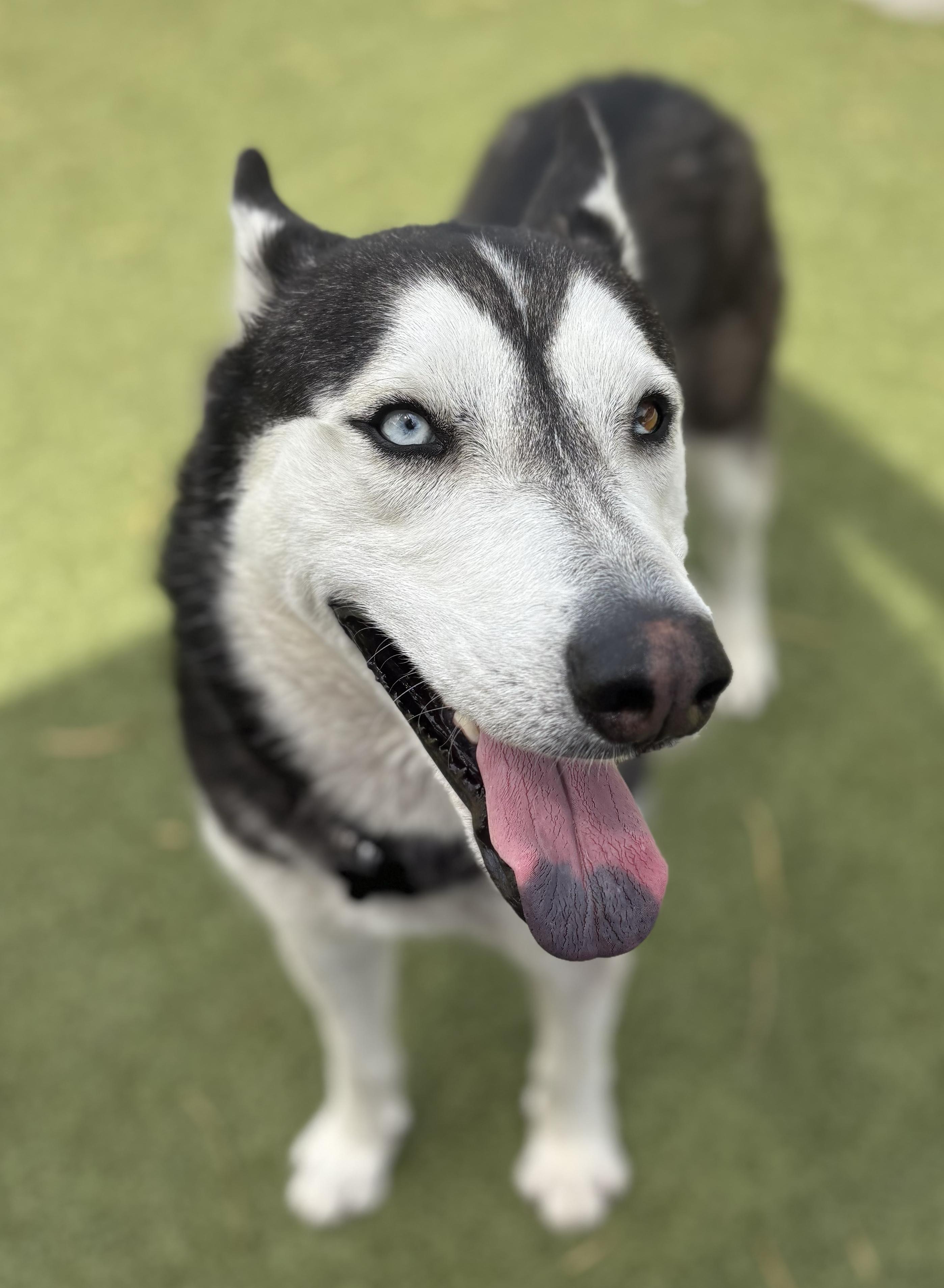 Romeo, a Adoptable mixed breed in Scottsdale, AZ image 3/6