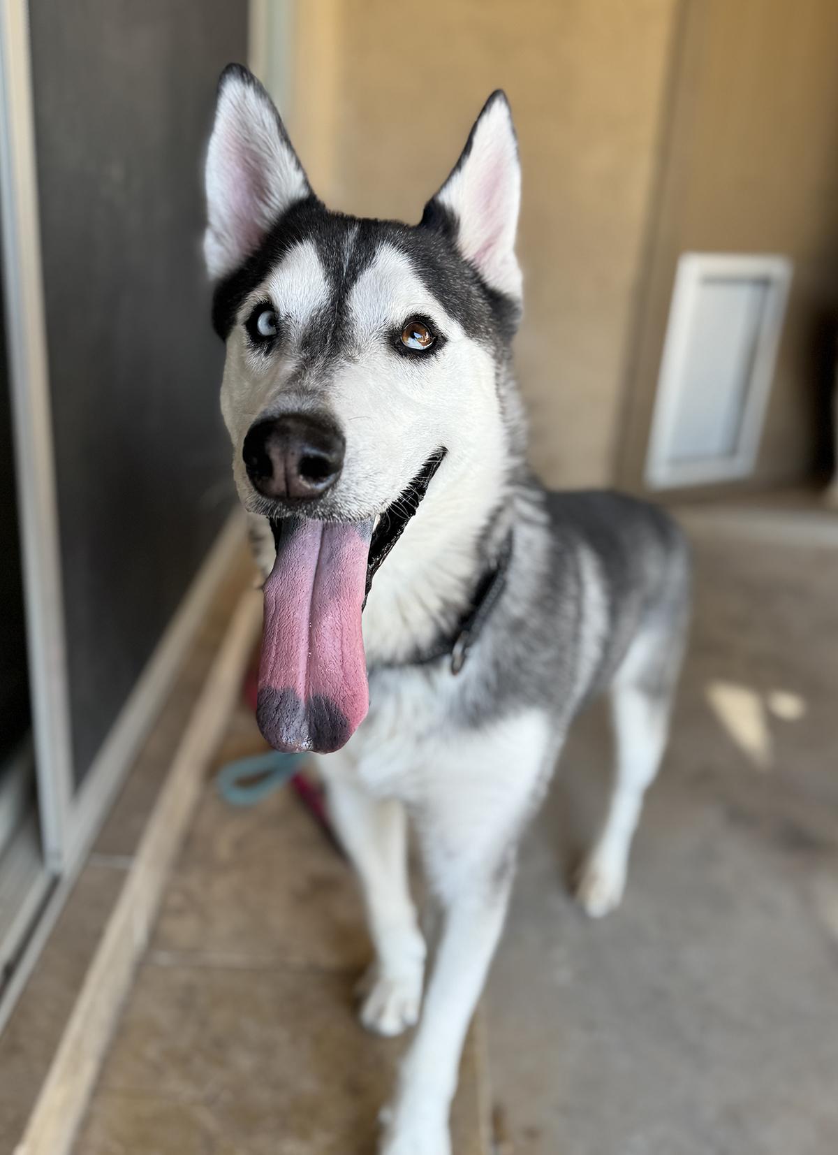 Romeo, a Adoptable mixed breed in Scottsdale, AZ image 2/6