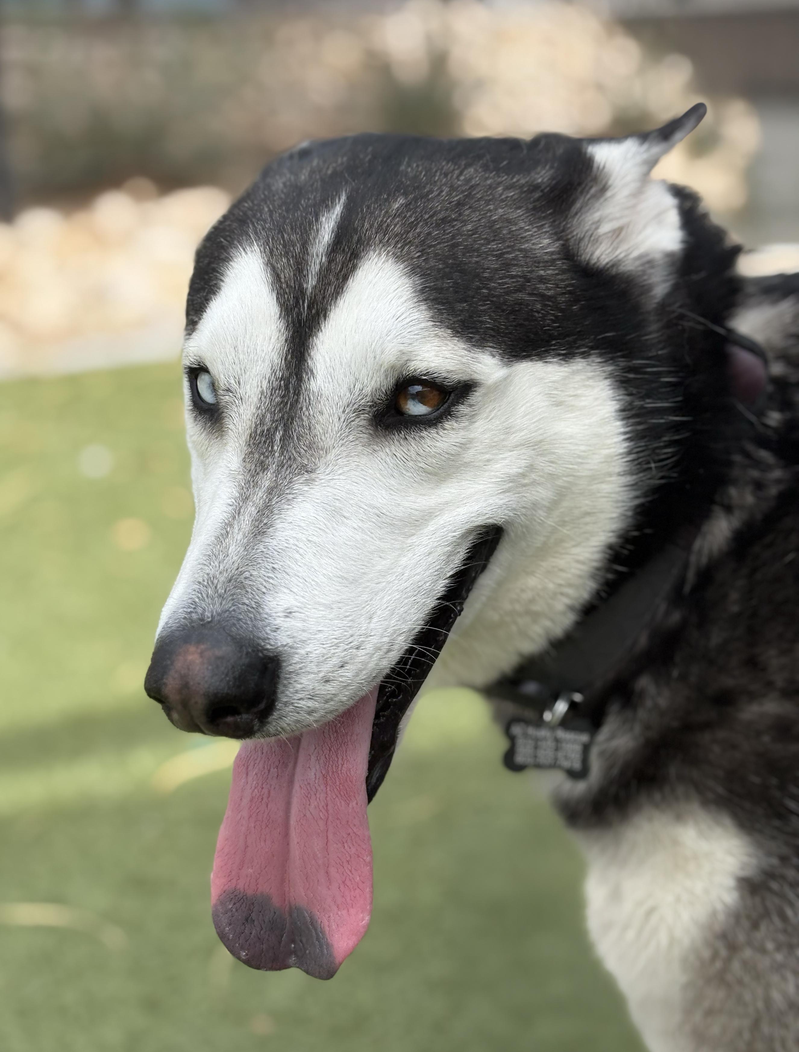 Romeo, a Adoptable mixed breed in Scottsdale, AZ image 5/6