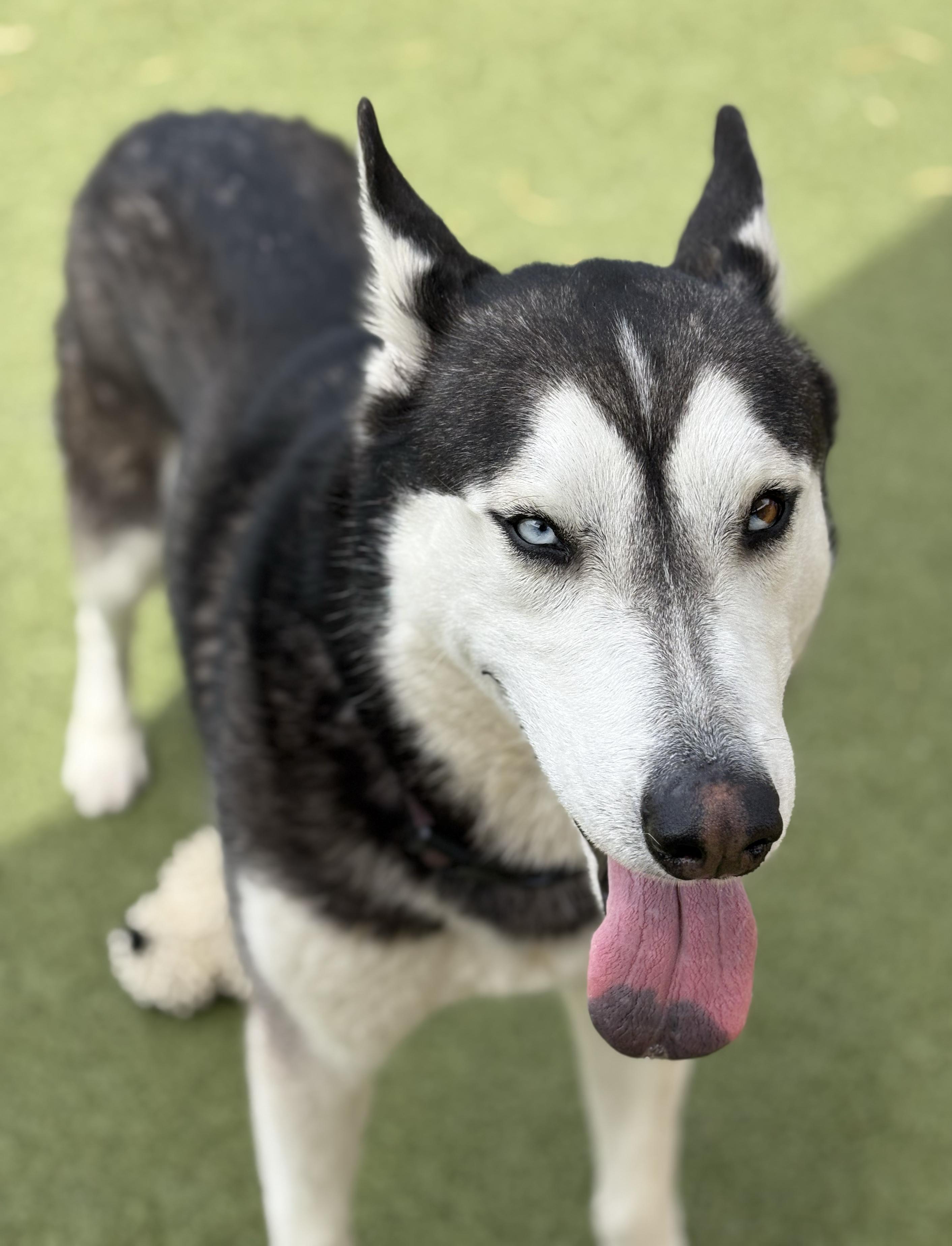 Romeo, a Adoptable mixed breed in Scottsdale, AZ image 6/6