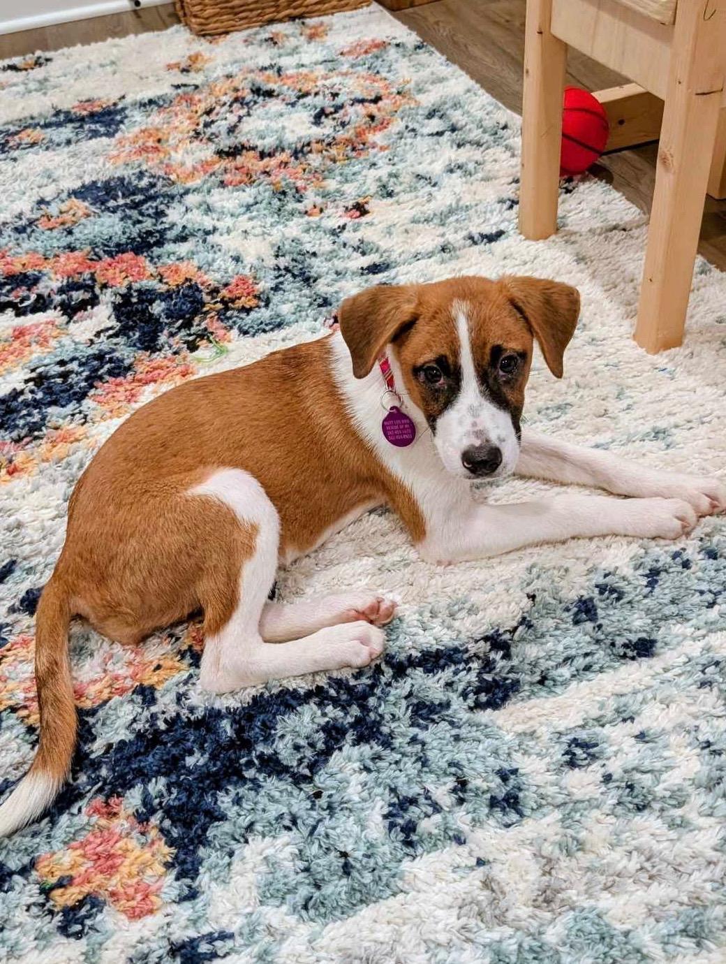 Enlarge Jill, a Adoptable mixed breed in Cedarburg, WI image 4/6