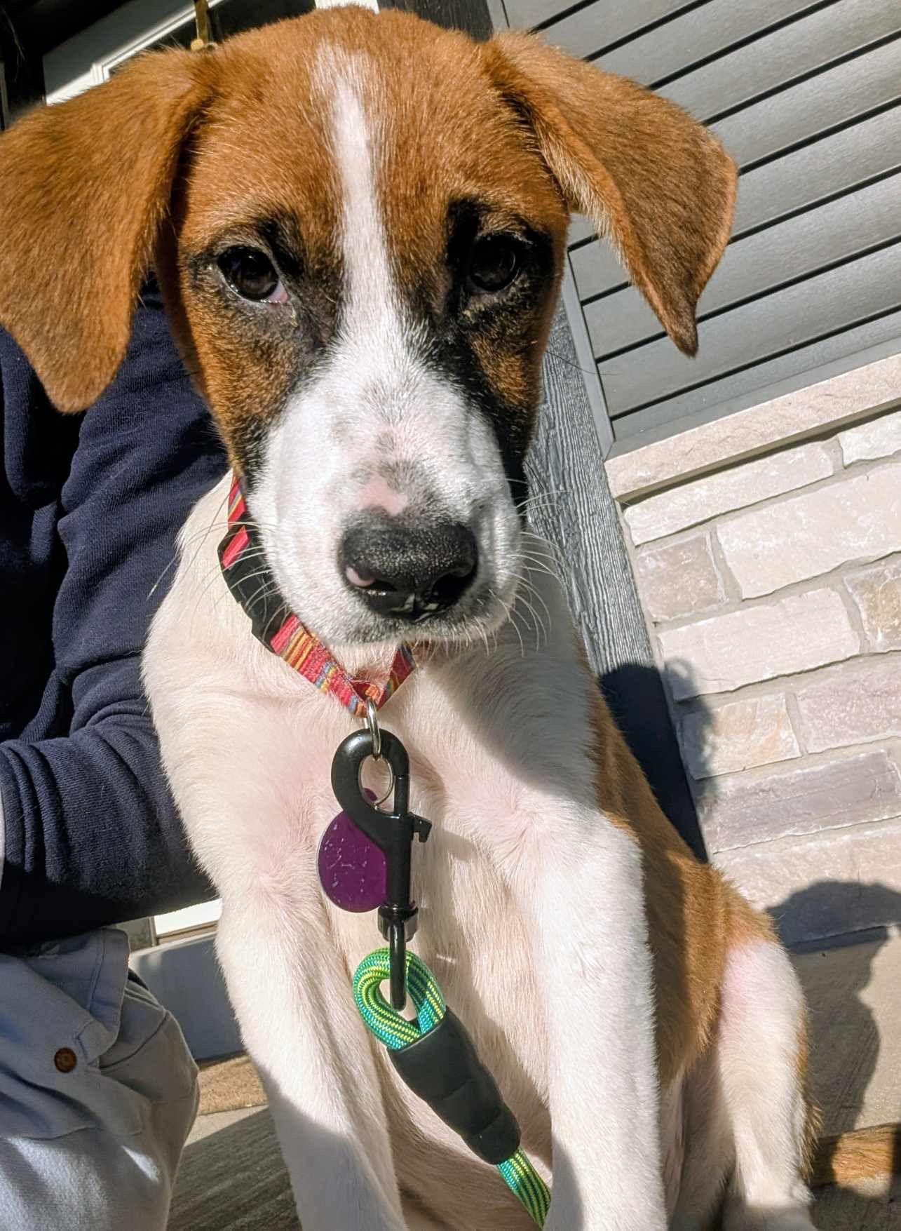 Enlarge Jill, a Adoptable mixed breed in Cedarburg, WI image 3/6