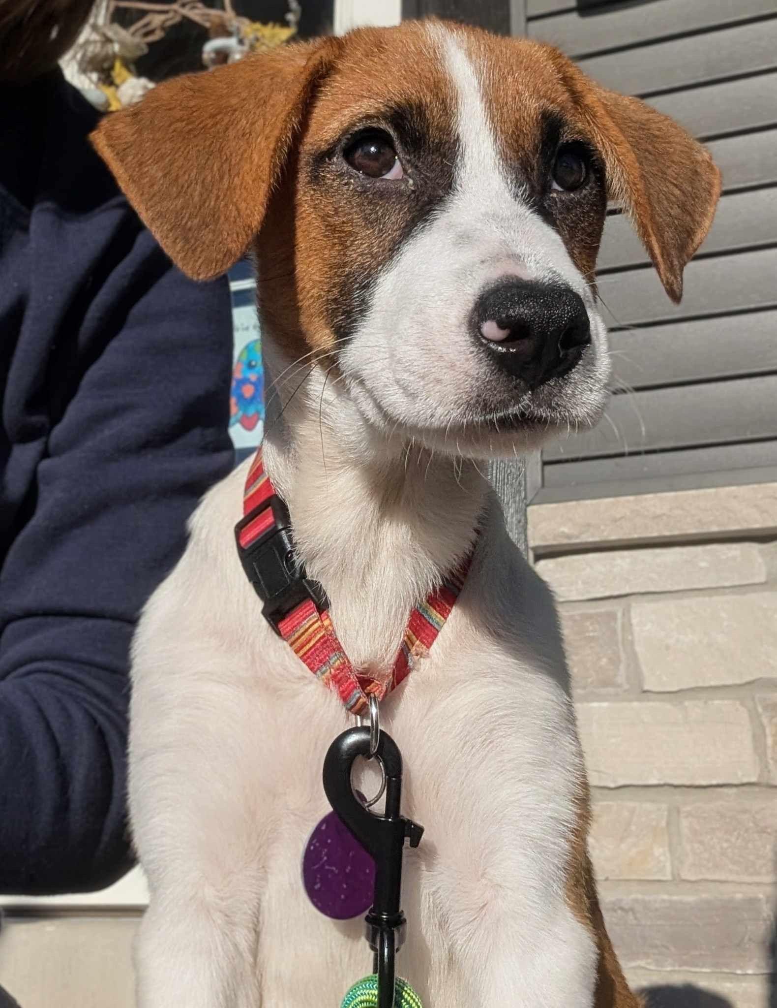 Jill, Adoptable, Puppy Female Hound & Shepherd.