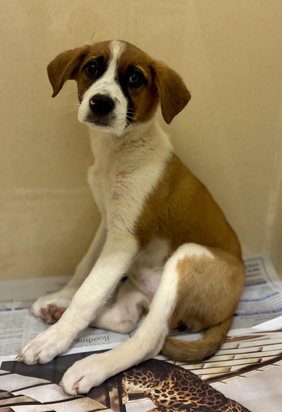 Enlarge Jill, a Adoptable mixed breed in Cedarburg, WI image 2/6
