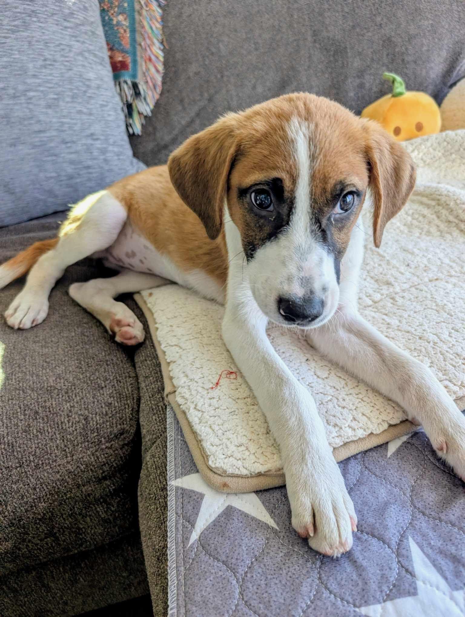 Enlarge Jill, a Adoptable mixed breed in Cedarburg, WI image 6/6