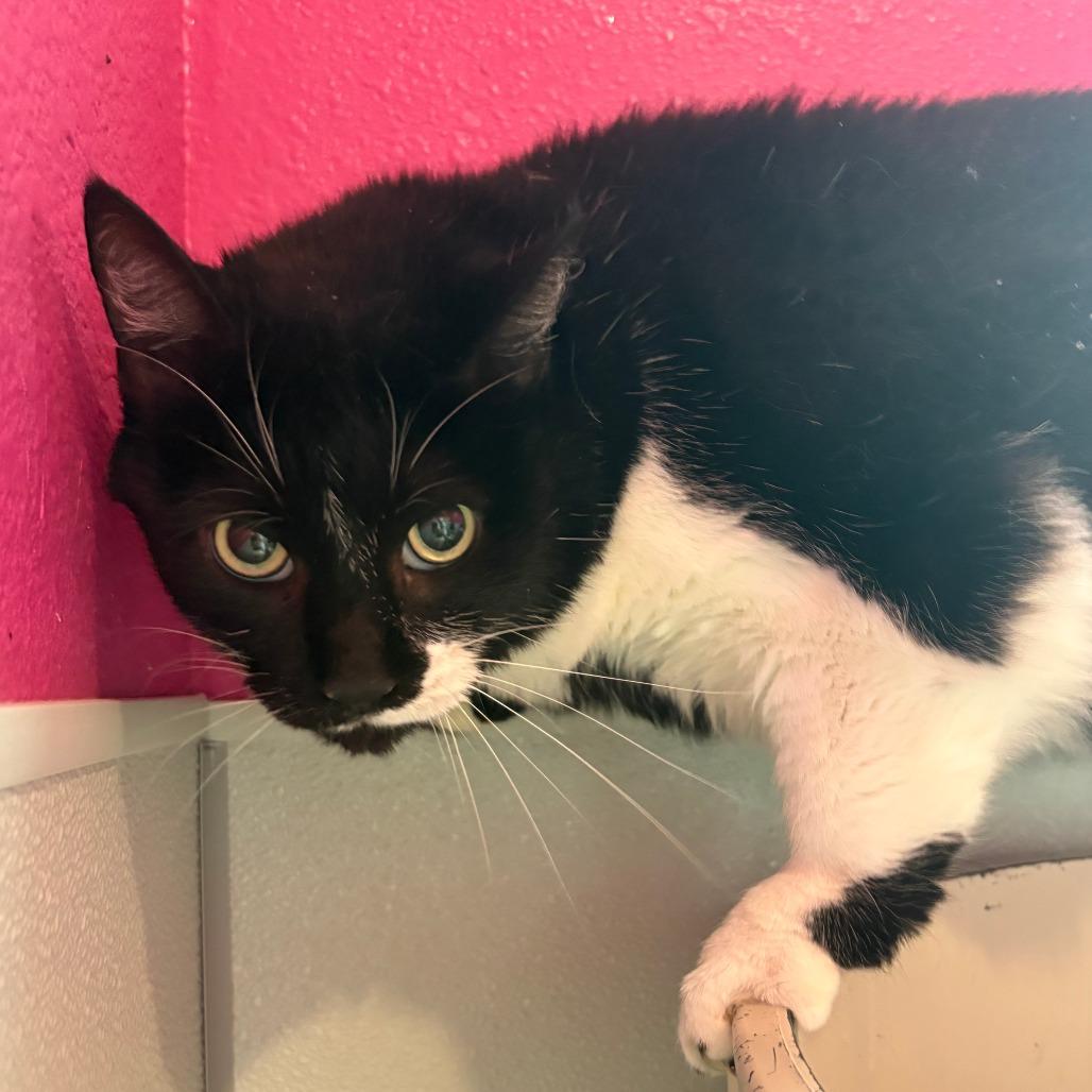 Daisy, Adoptable, Adult Female Domestic Short Hair.